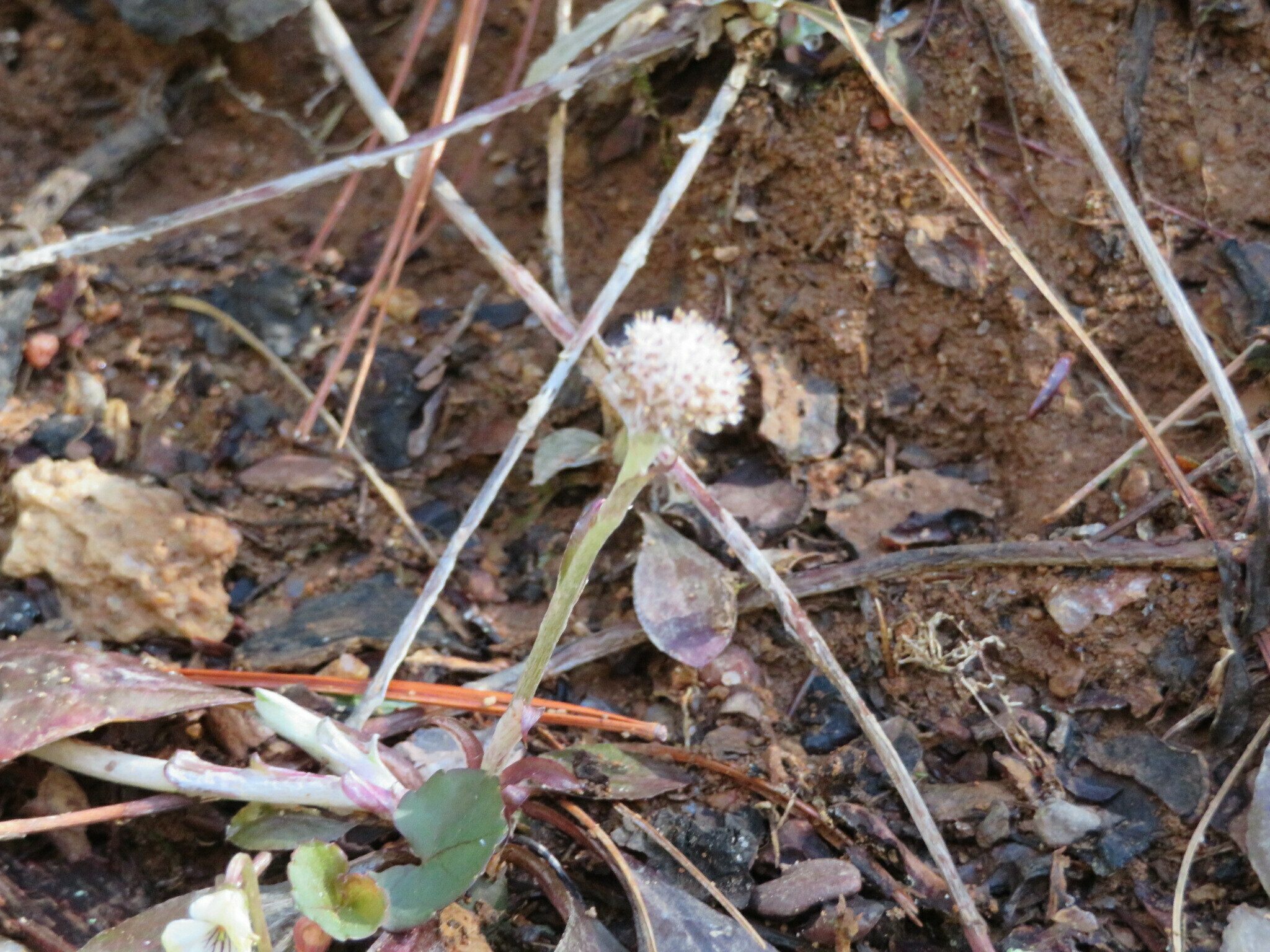 Pussytoes (Antennaria plantaginifolia)