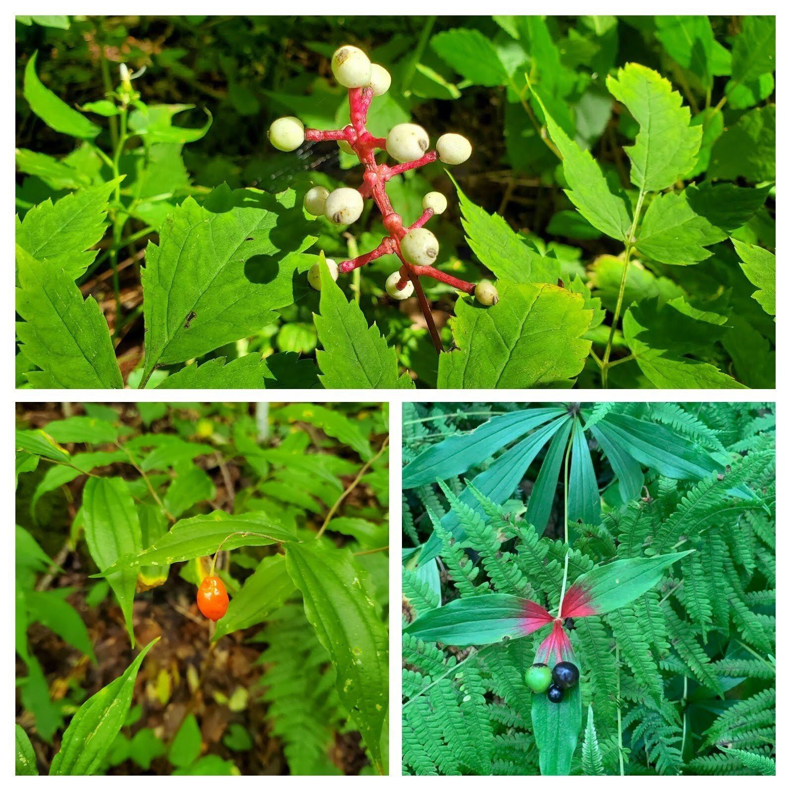 Wildflower fruit (top clockwise) Baneberry (Doll's Eyes), Indian Cucumber & False Soloman's Seal.