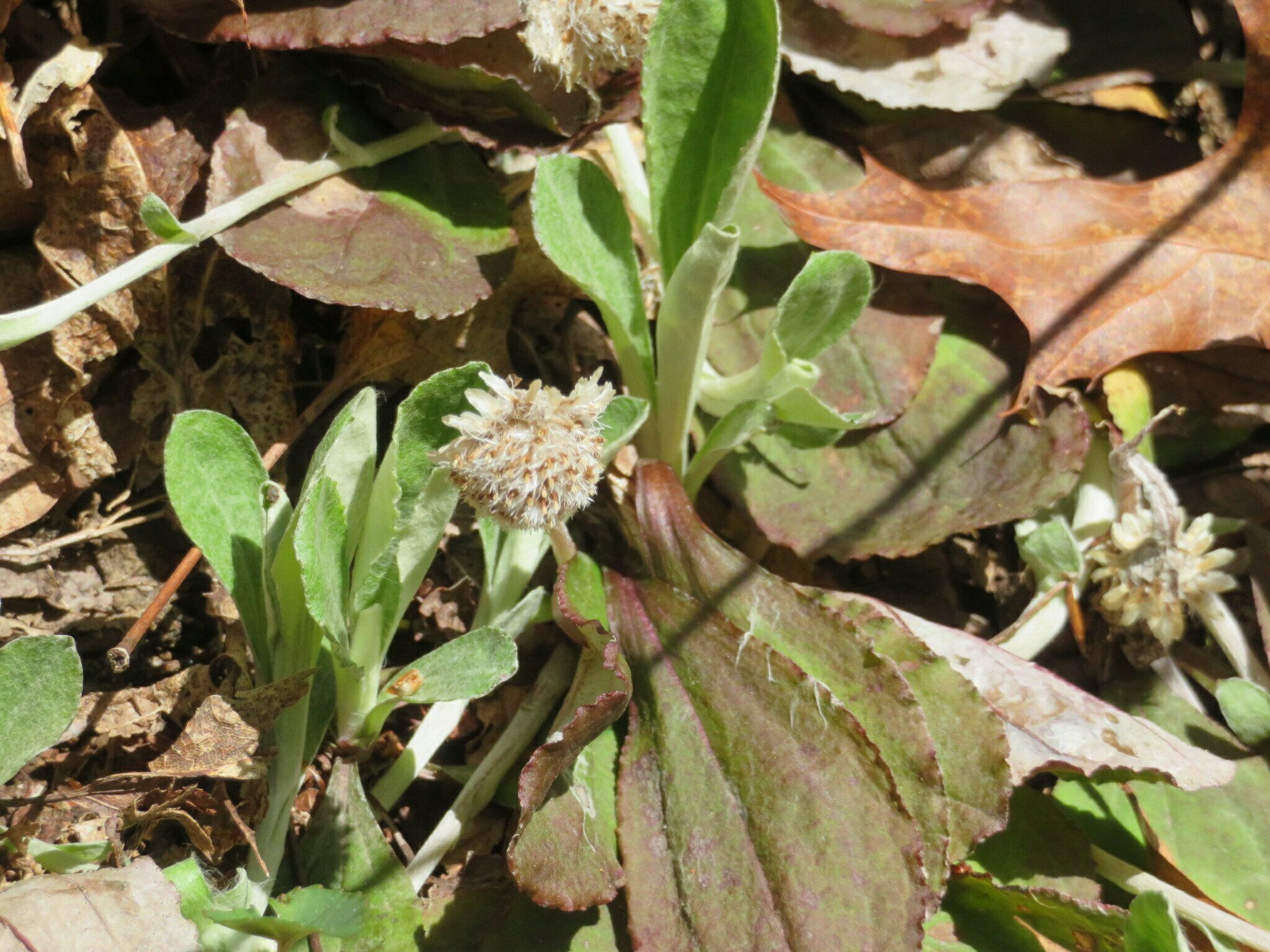 One small patch of Pussy-Toes (Antennaria plantaginifolia)