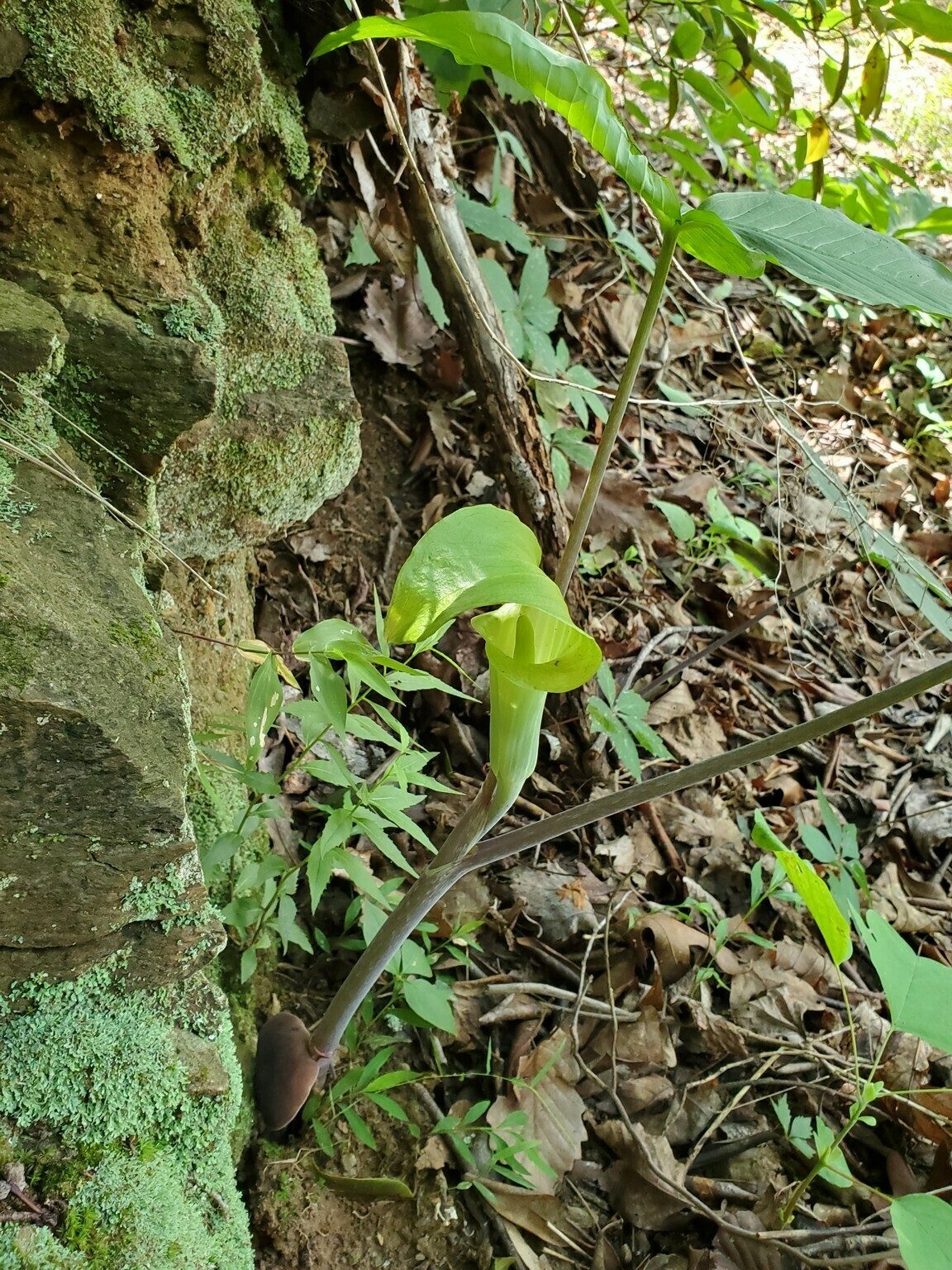 Beth spotted this very large, late season Jack-in-the-pulpit along the old railroad trail.