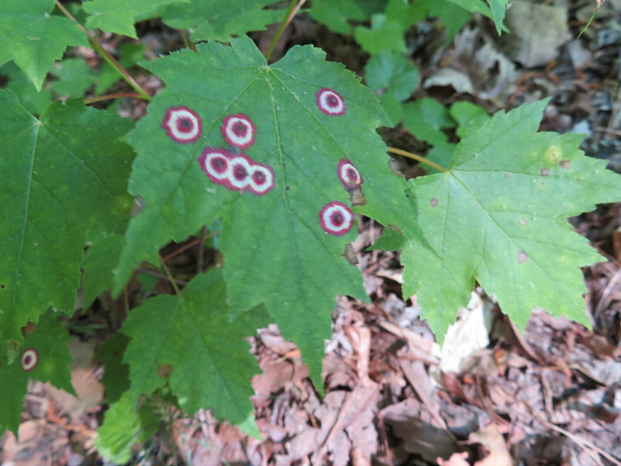 Pretty, but maple eyespot galls are brightly colored red and yellow spots that appear on the surface of red maple leaves caused by the Ocellate gall midge