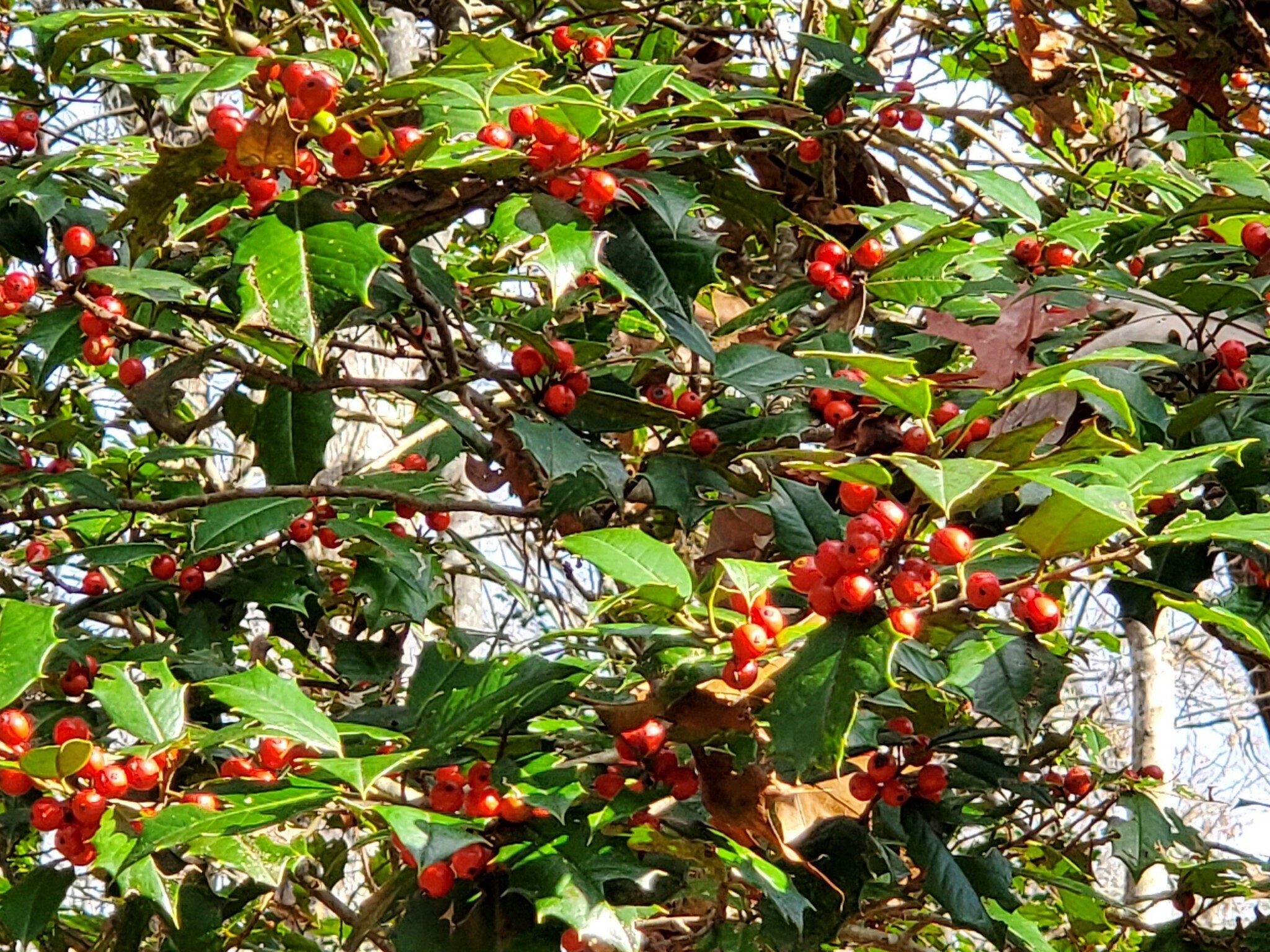 Don't see a lot of American Hollies with berries.  This one was loaded