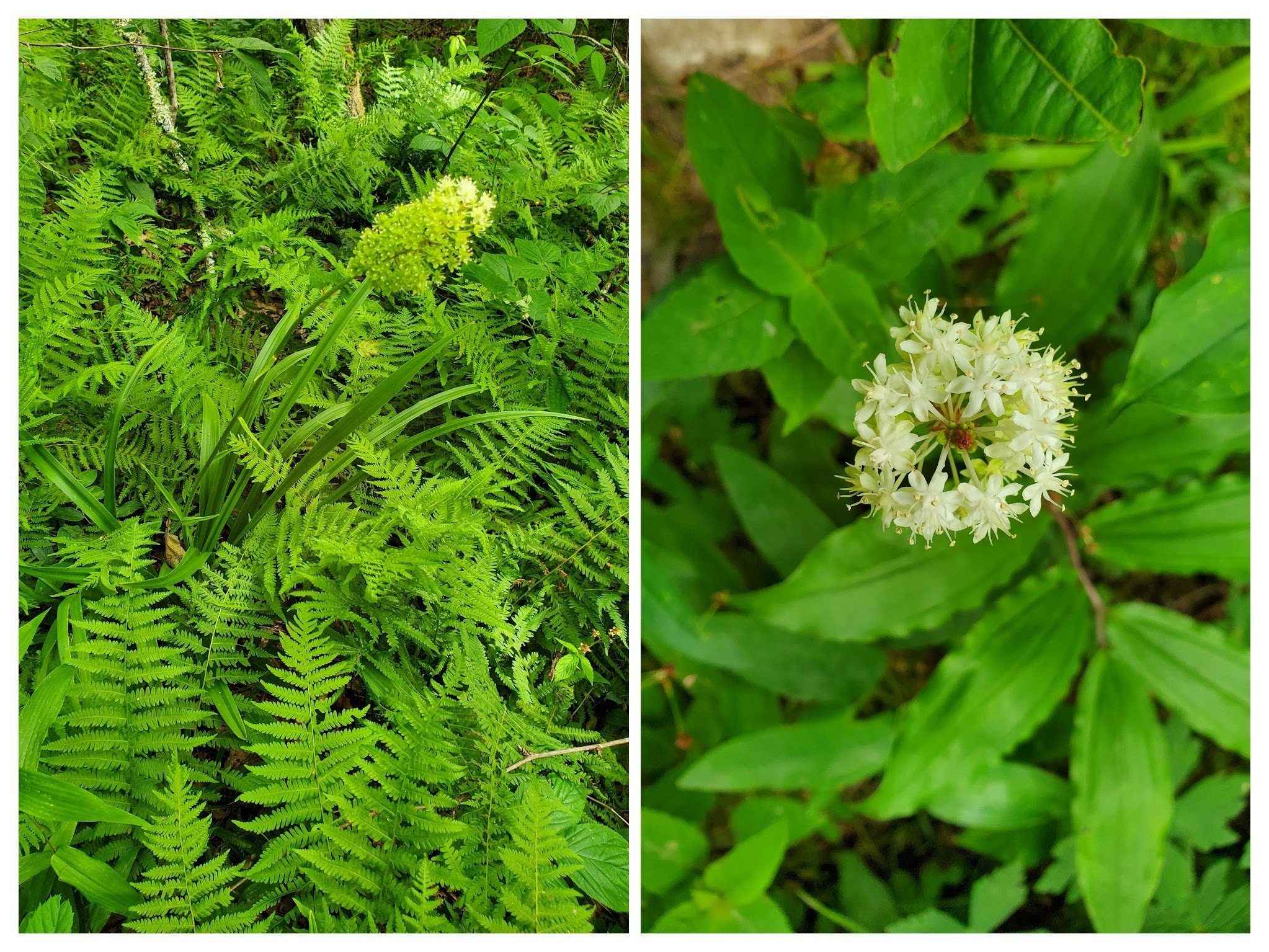 Almost forgot . . . a nice, but small area of Fly poison blooming along the trail.