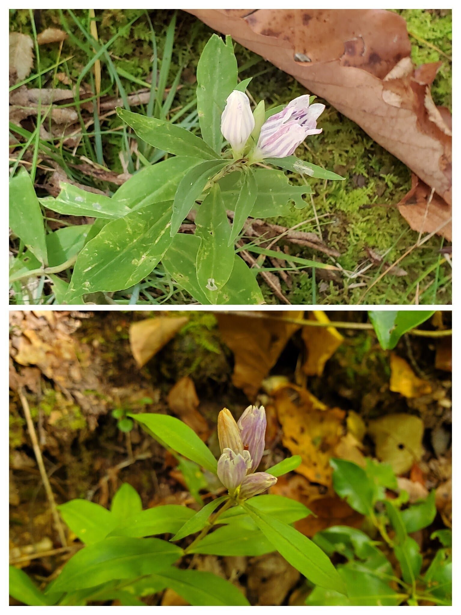 Just a few examples of Striped Gentian seen today.  Good eye Beth!