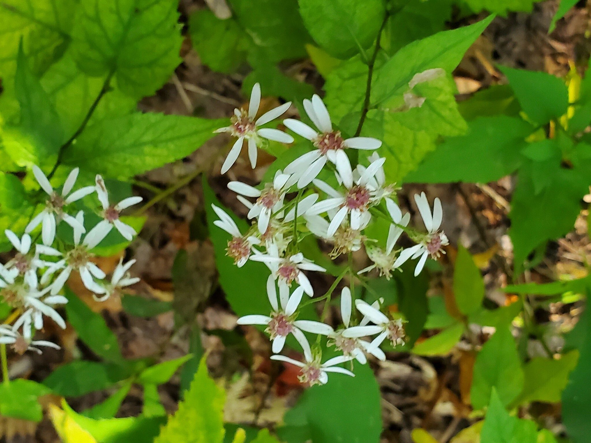 Some, but not a lot of White Wood Aster.