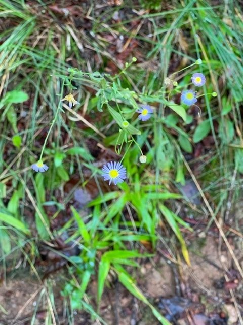 Ray spotted this wildflower.  Could it be a Eastern daisy fleabane?