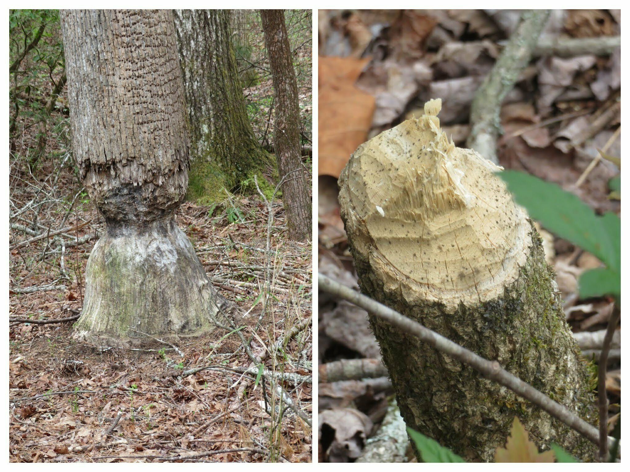 And Beavers, too.