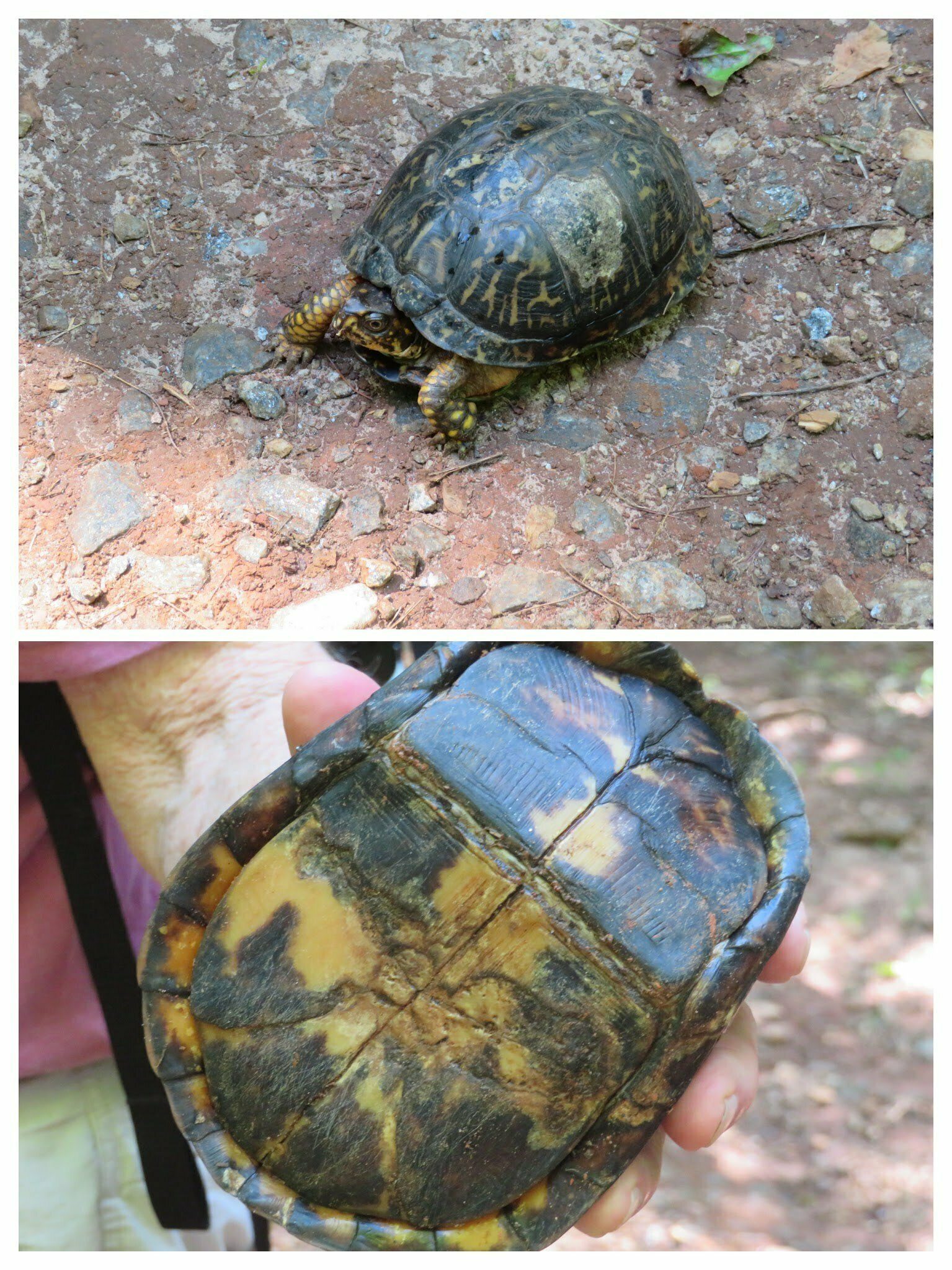 This box turtle on the Ash Creek Trail has had a tough life judging by its shell.
