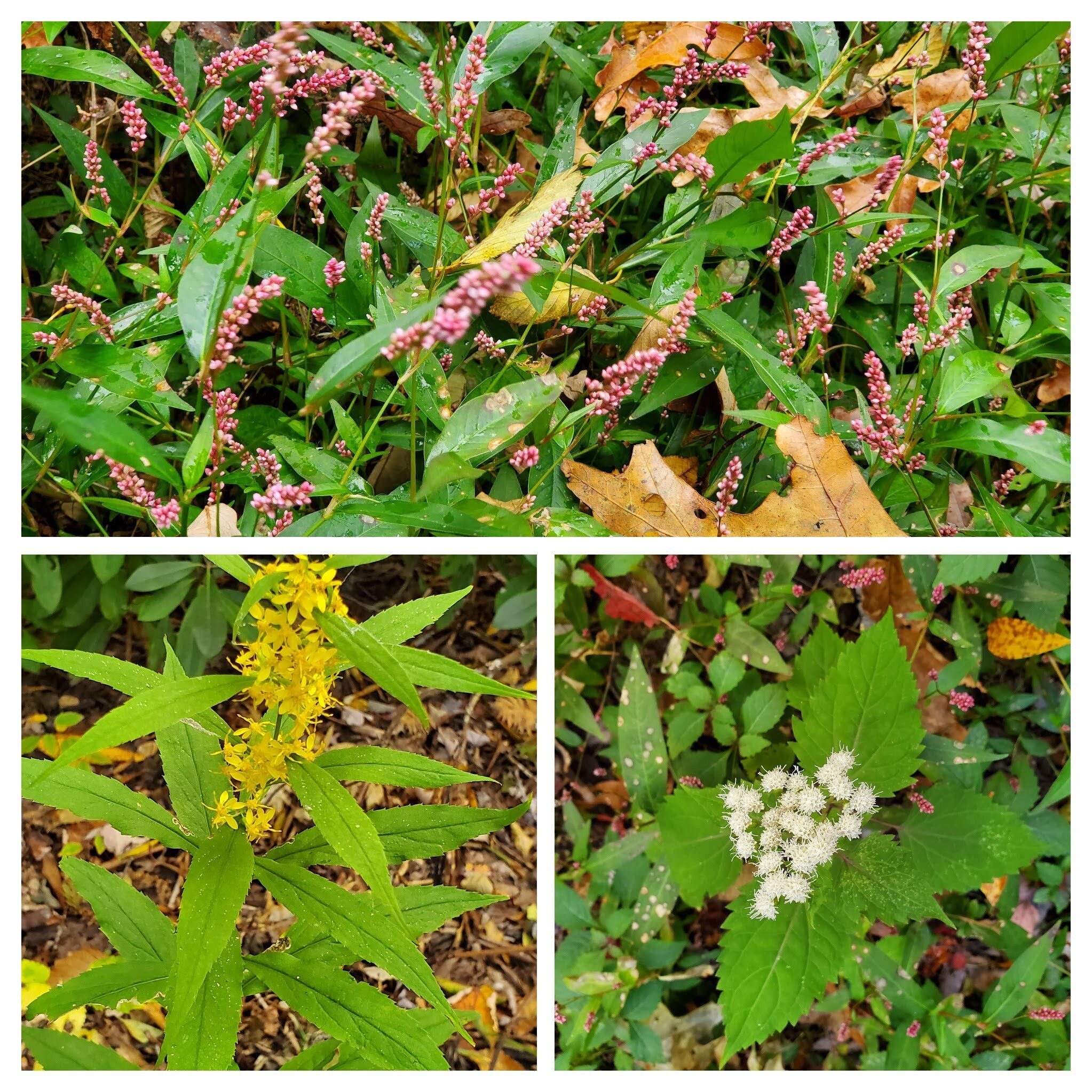 Some of the first wildflowers seen.  Clockwise: Spotted Lady'sthumb, Snakeroot & even Goldenrod has a pretty flower.