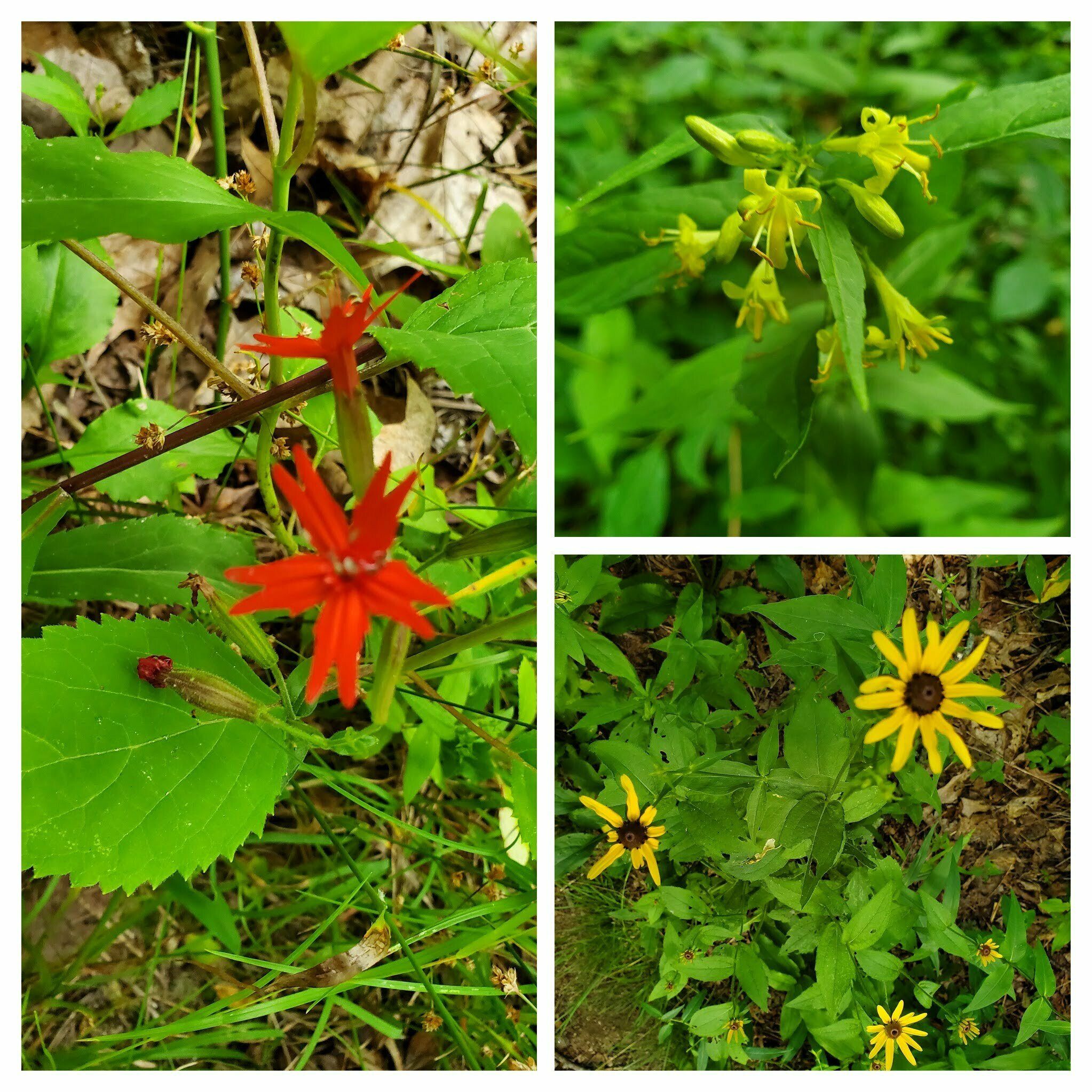 Just a few other wildflowers along the way.