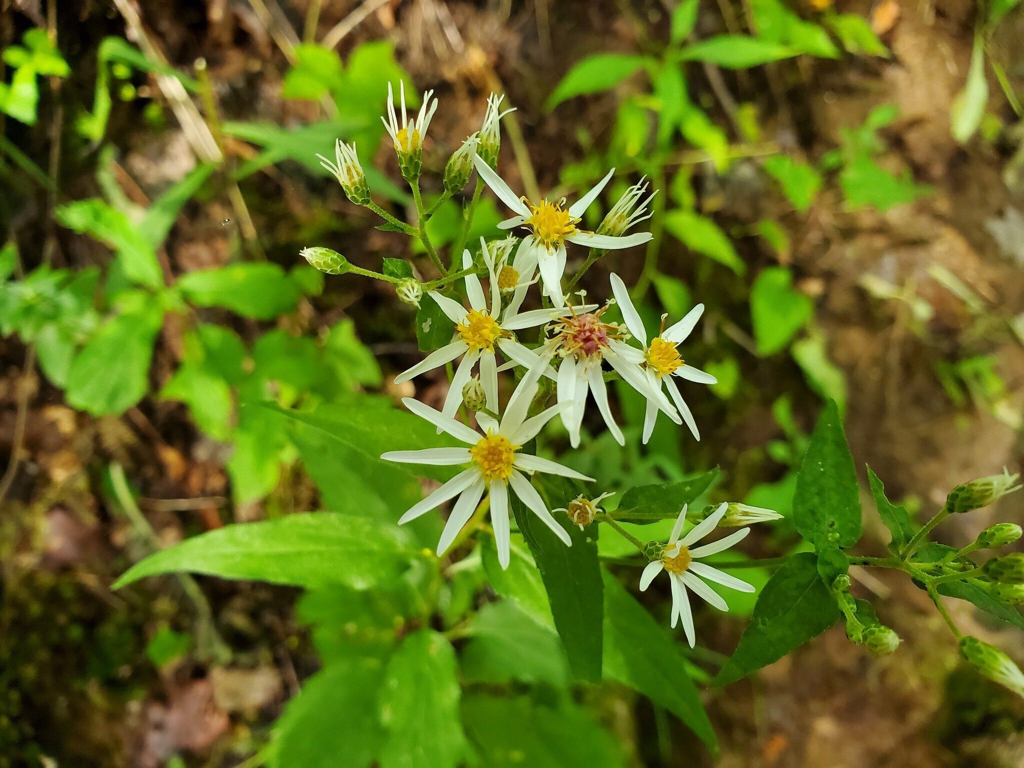 Wood Aster.