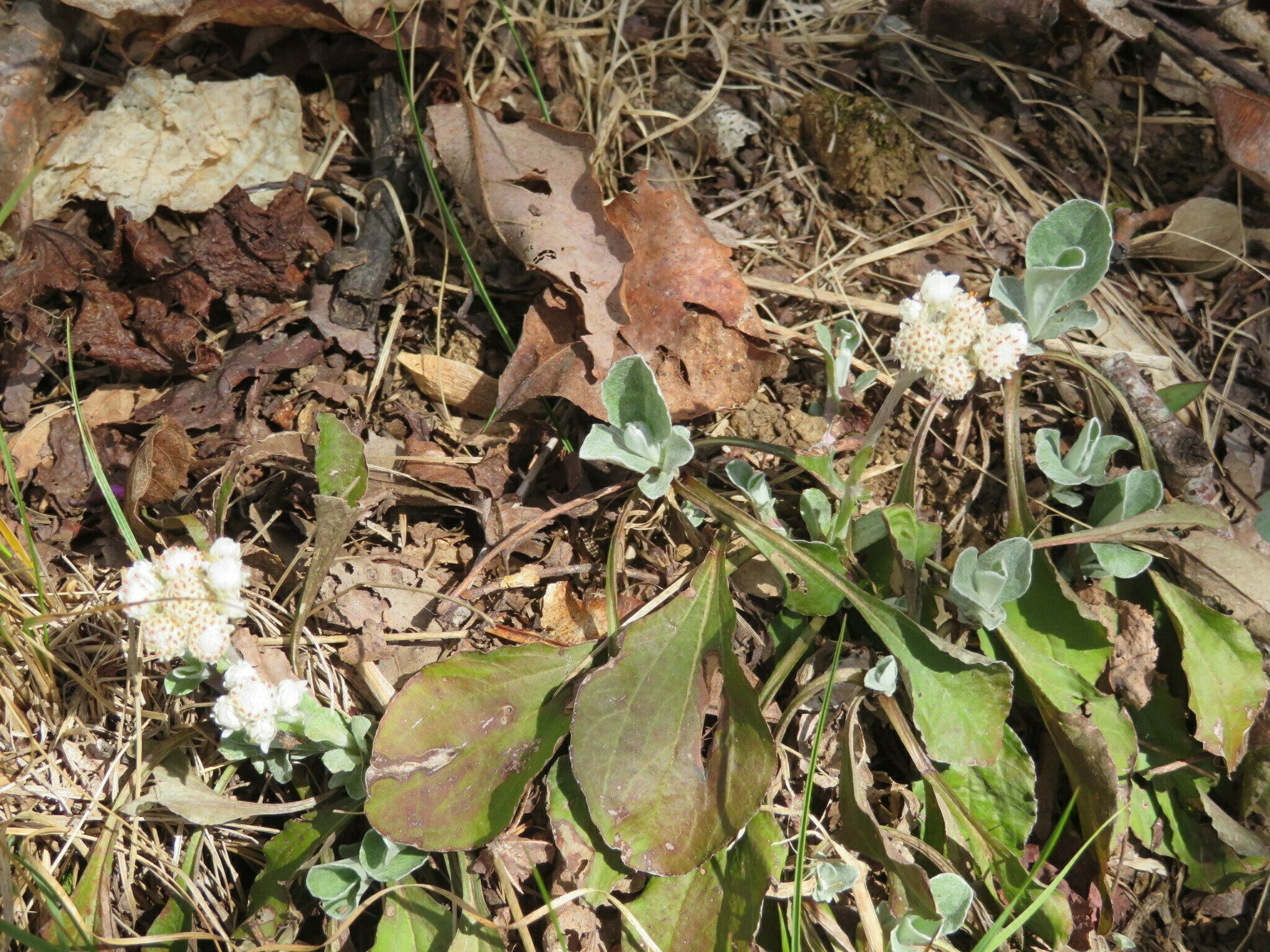 Ray spotted a few patches of Pussy-Toes (Antennaria plantaginifolia) along the trail.