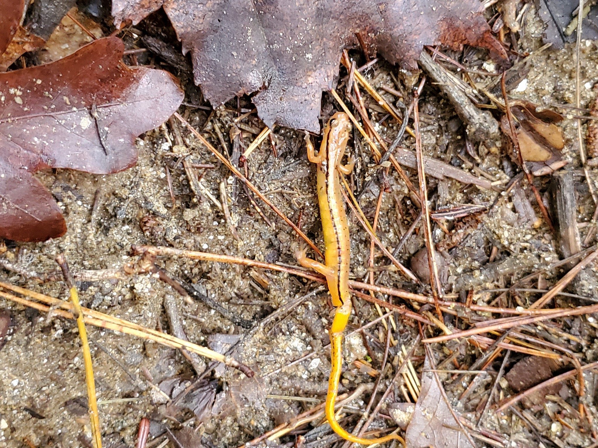 A Southern Two-lined Salamander spotted on the trail that may have been stepped on by the looks of its tail. . .  sorry!