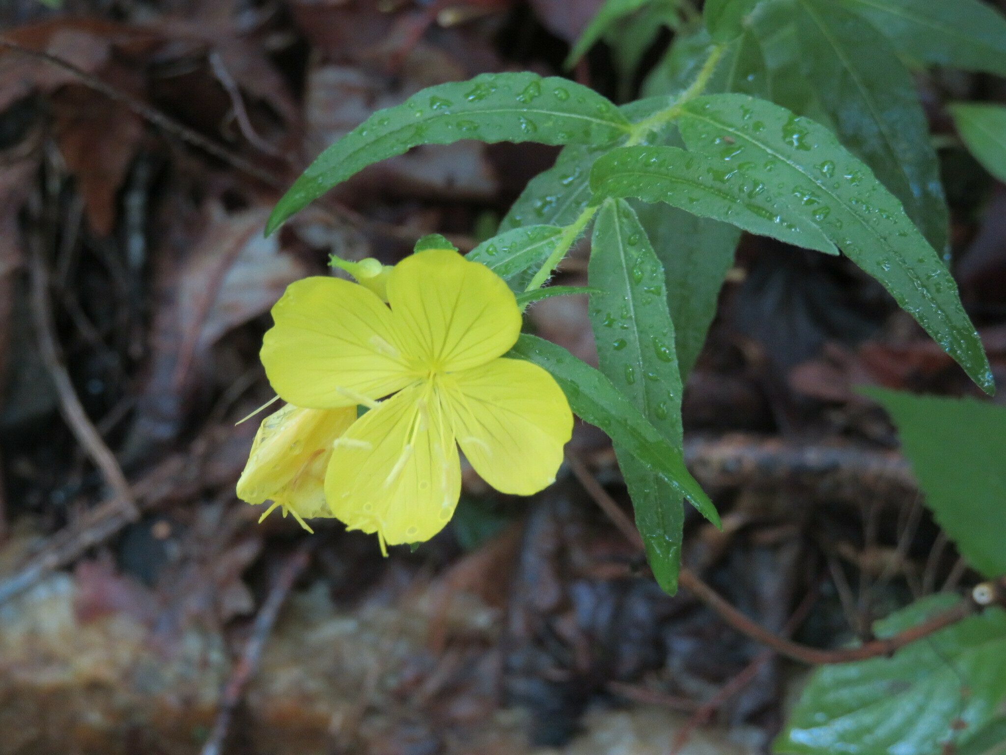 Sundrops (Oenothera fruticosa )
