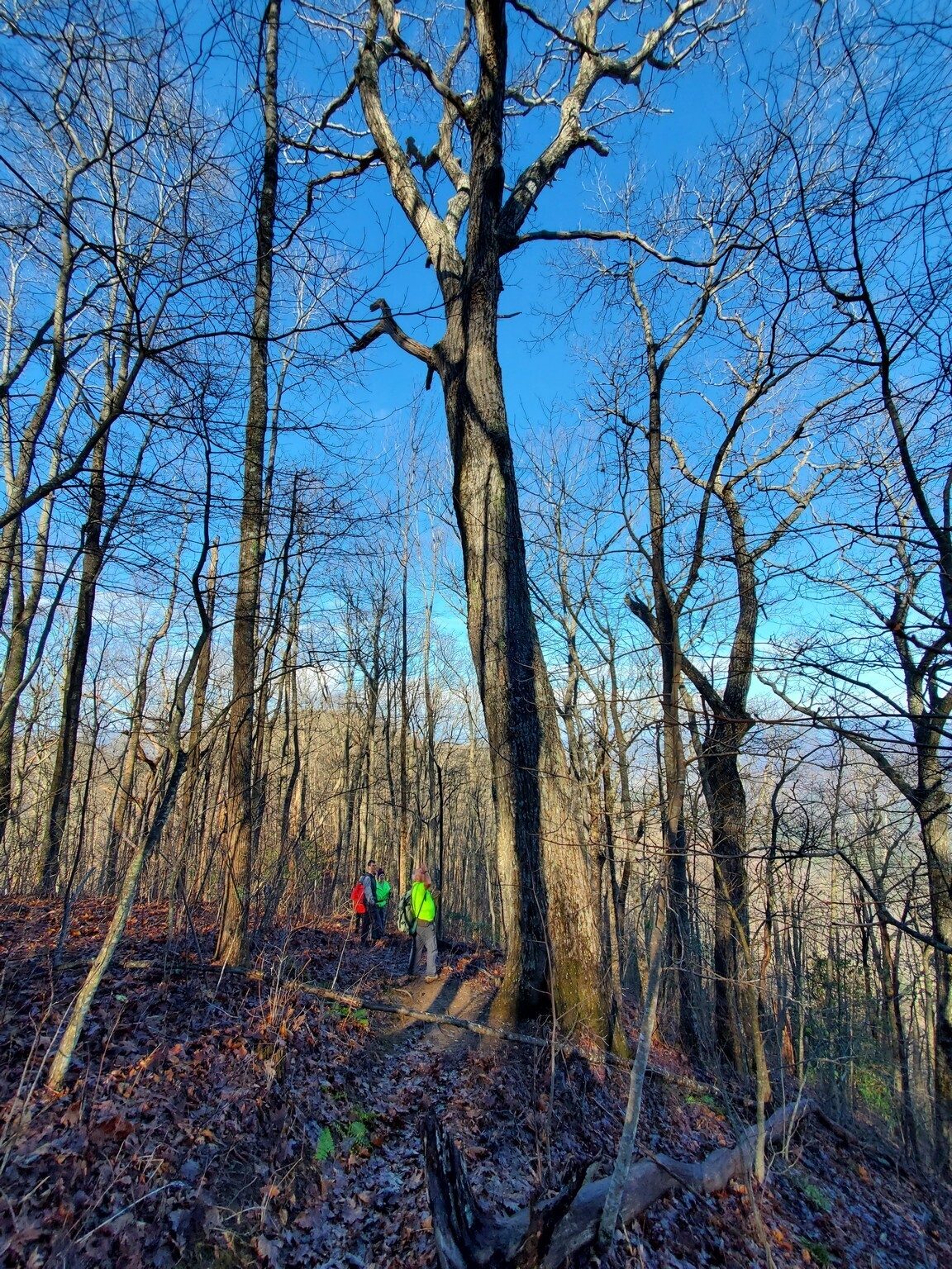 A really large oak along the trail.