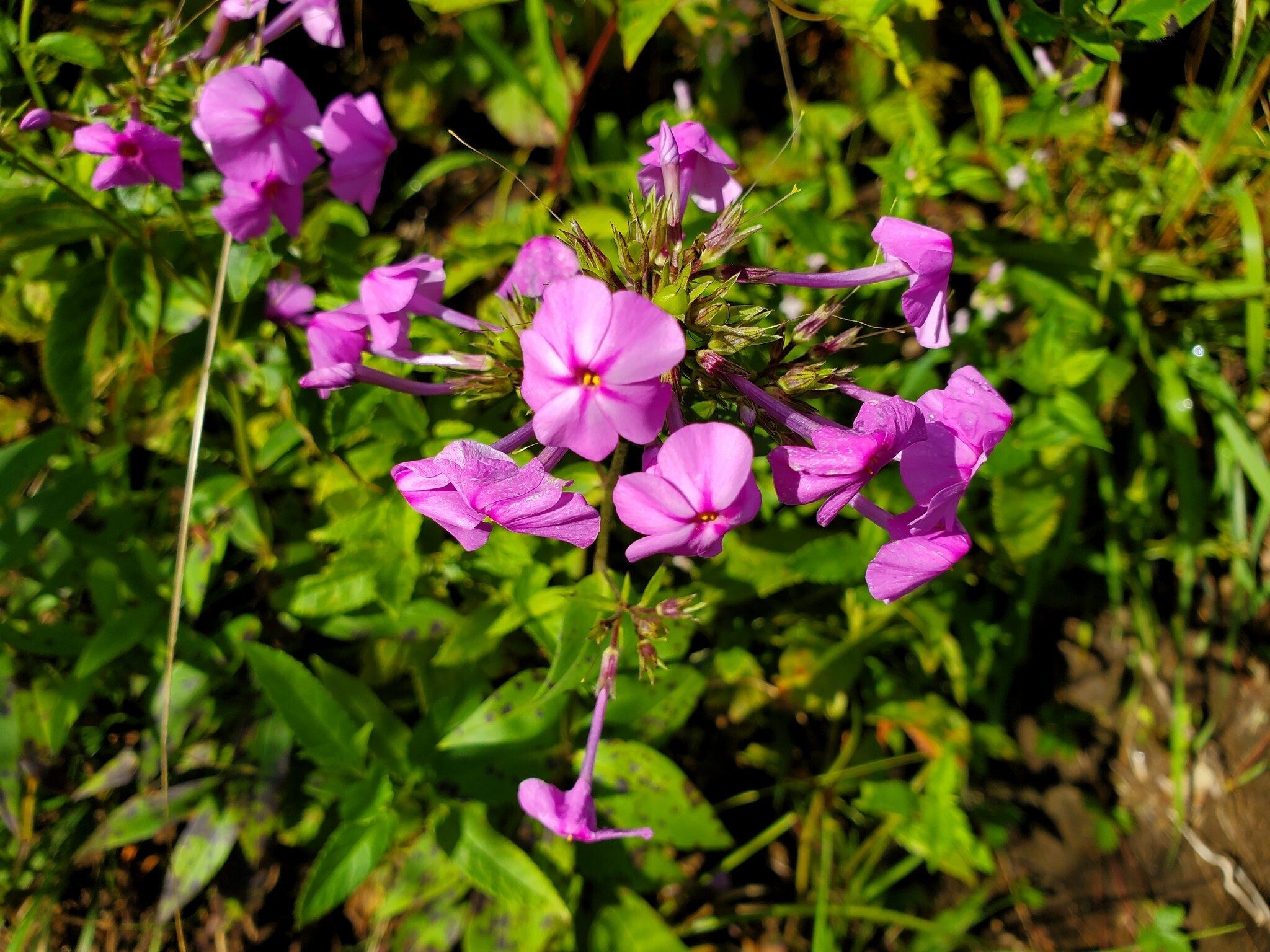 Downy Phlox