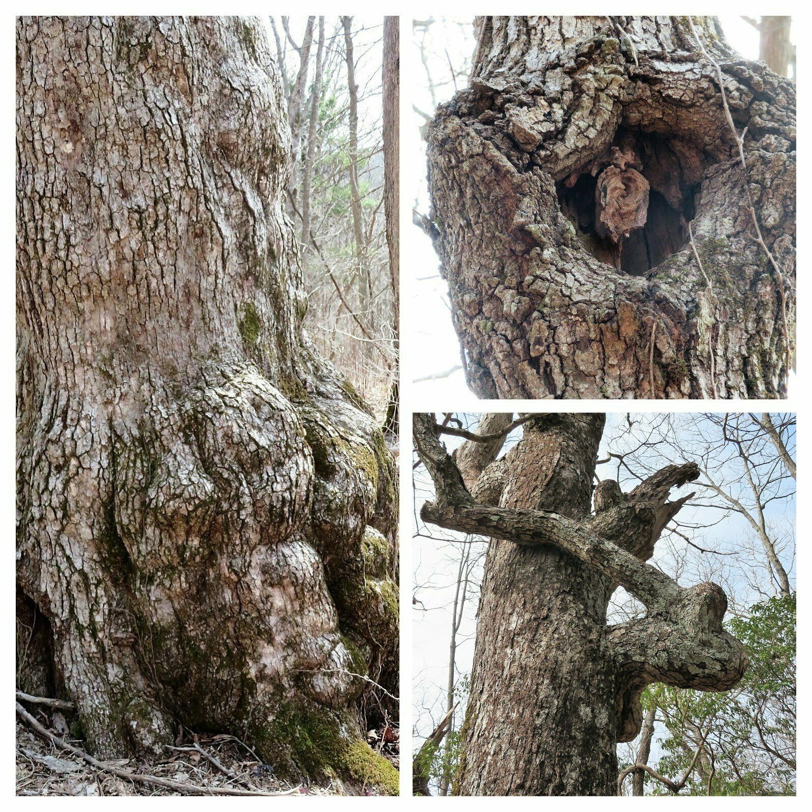 More interesting tree anomalies.  Some thought a squirrel had set up a trail camera in the upper right photo.