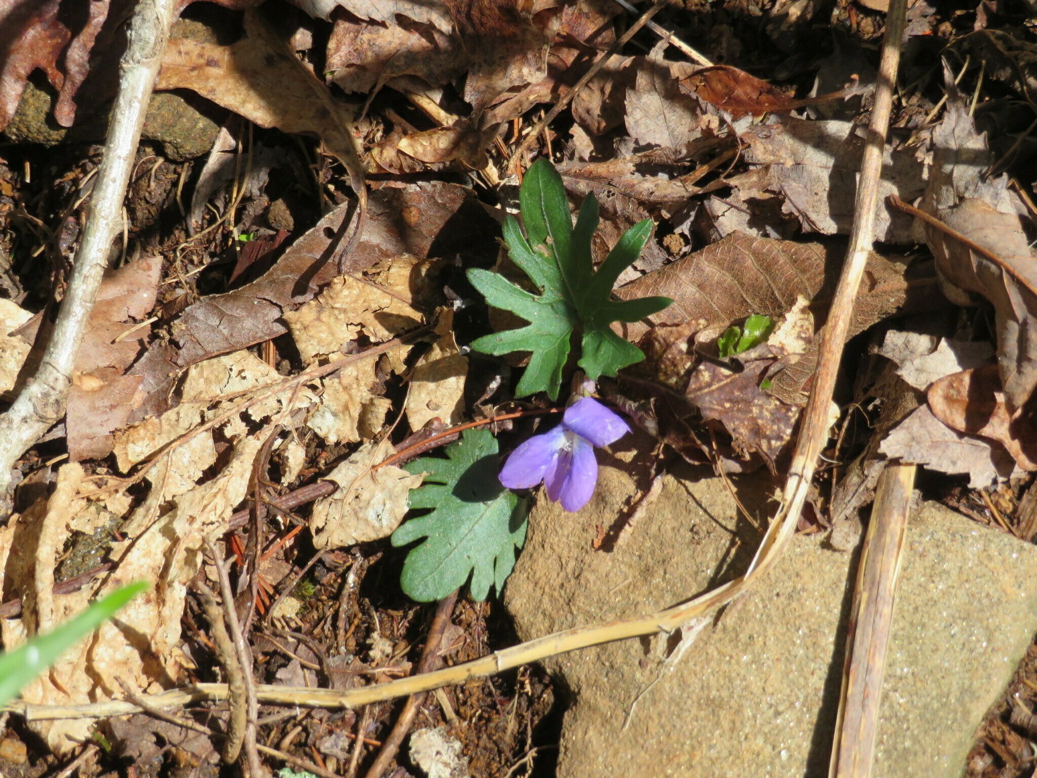 I don't recall seeing one of these before. . . Early Blue Violet, aka Palmate-leaved Violet, (Viola palmata)
