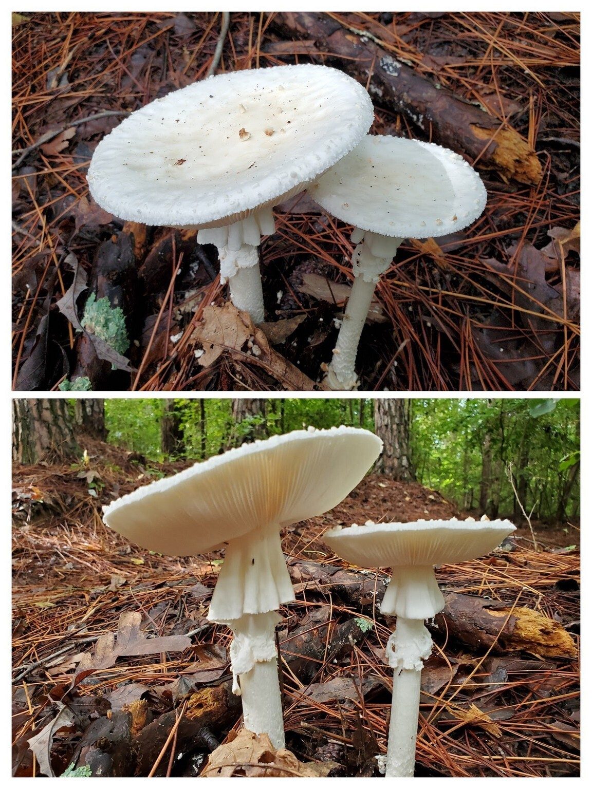 This was a particularly beautiful mushroom, especially seen from below.