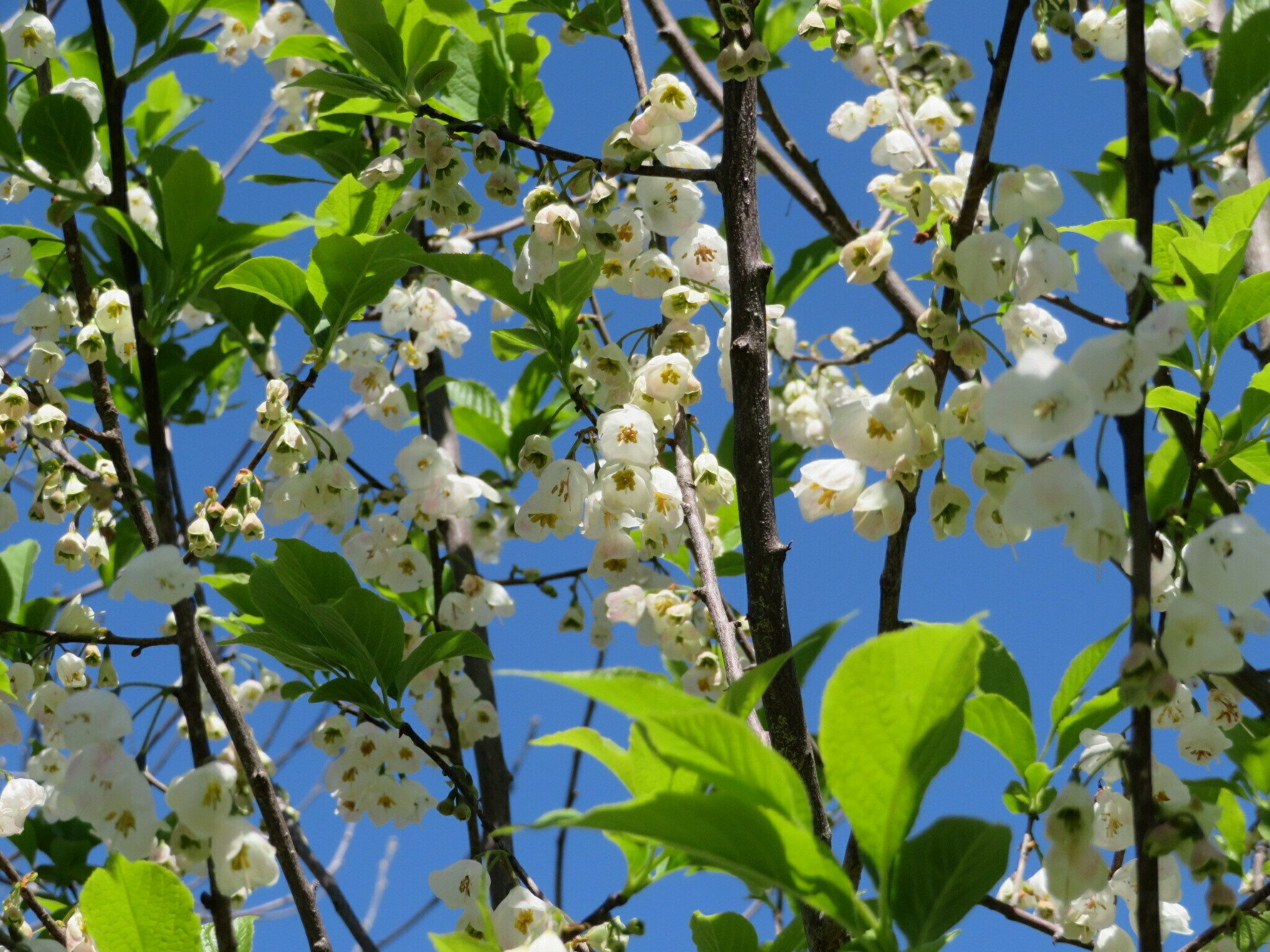 A single example of Carolina silverbell along Turner Reservoir.