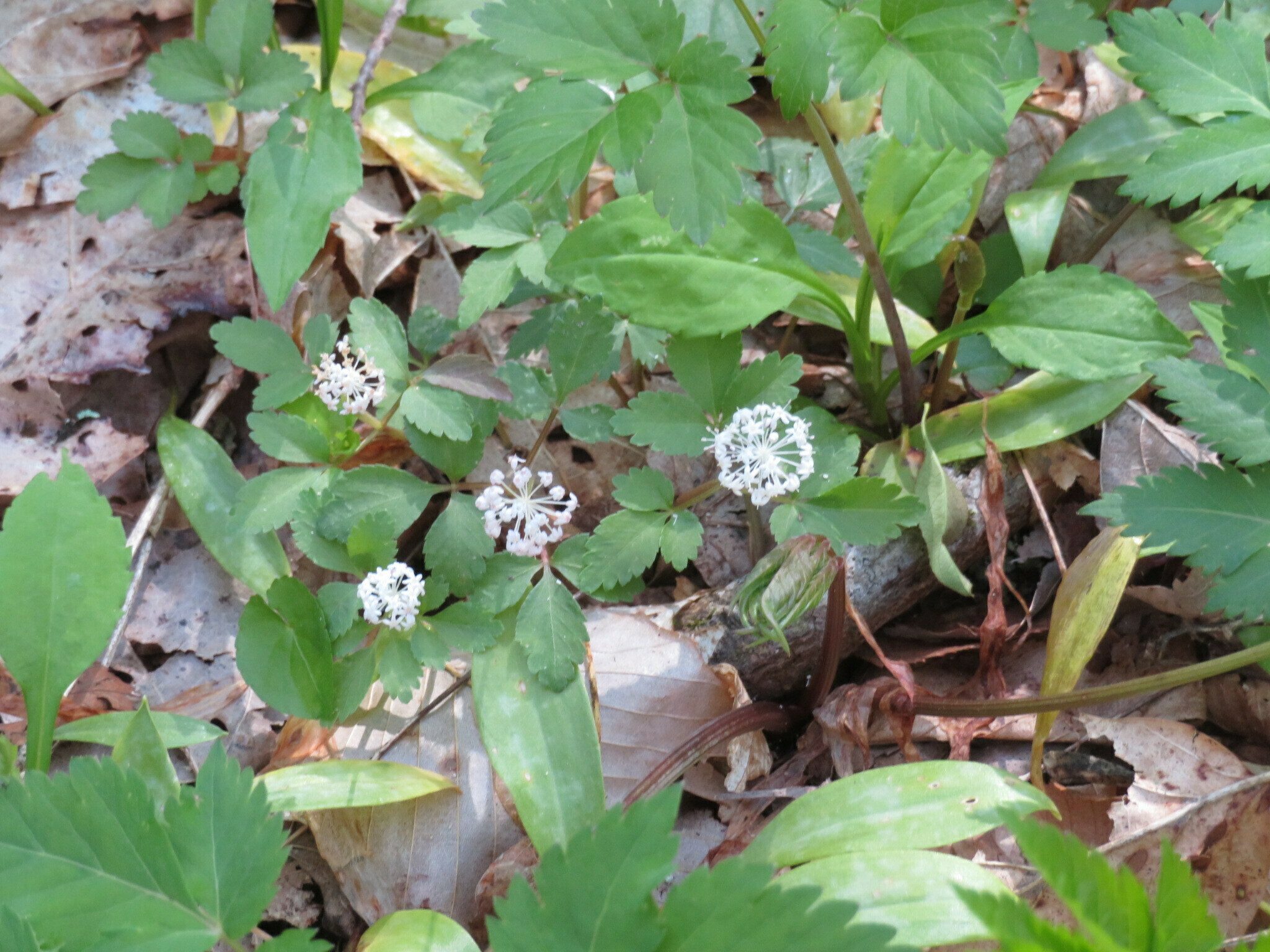 Dwarf ginseng (Panax trifolius)