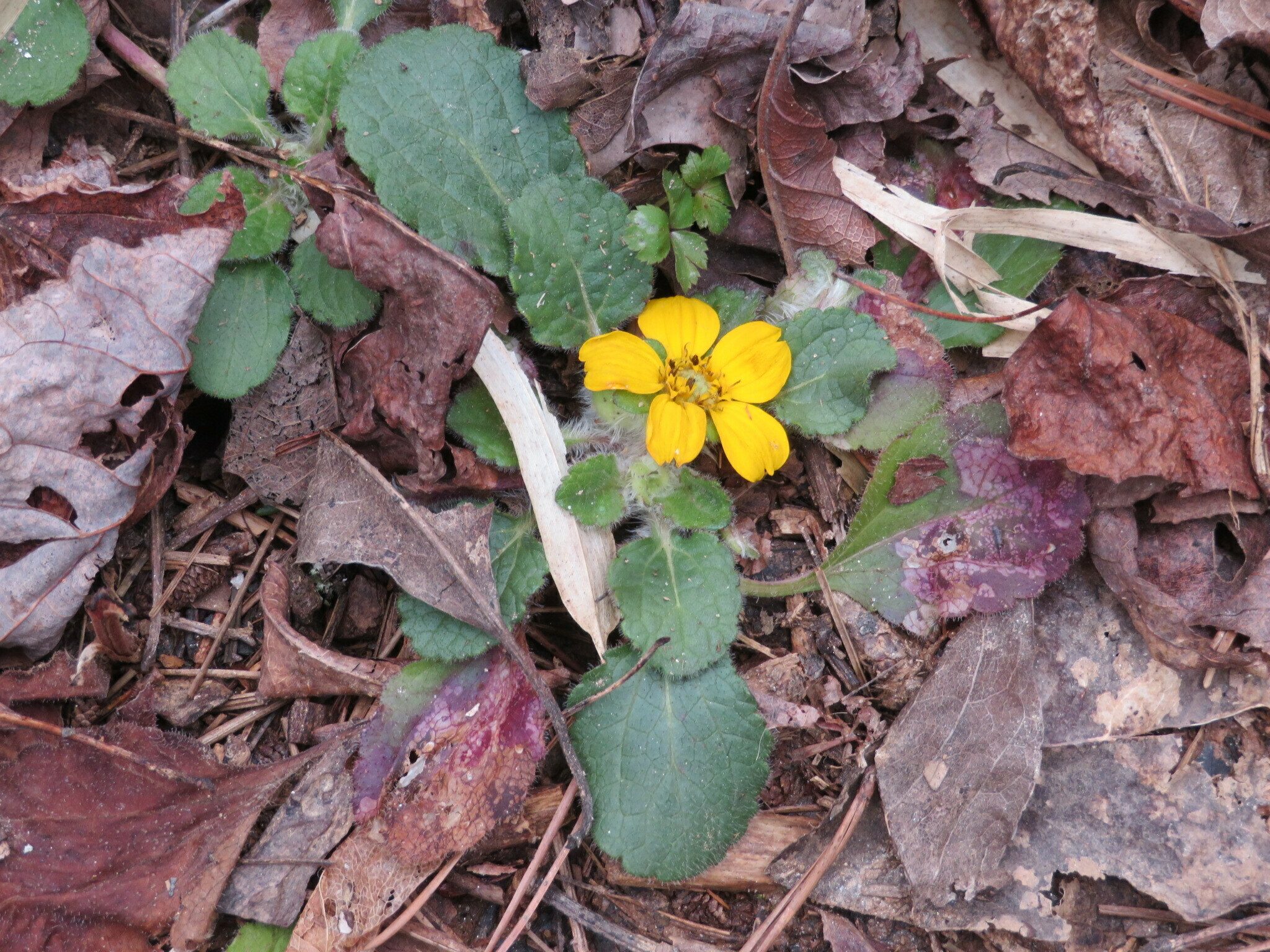 Green and Gold (Chrysogonum virginianum)