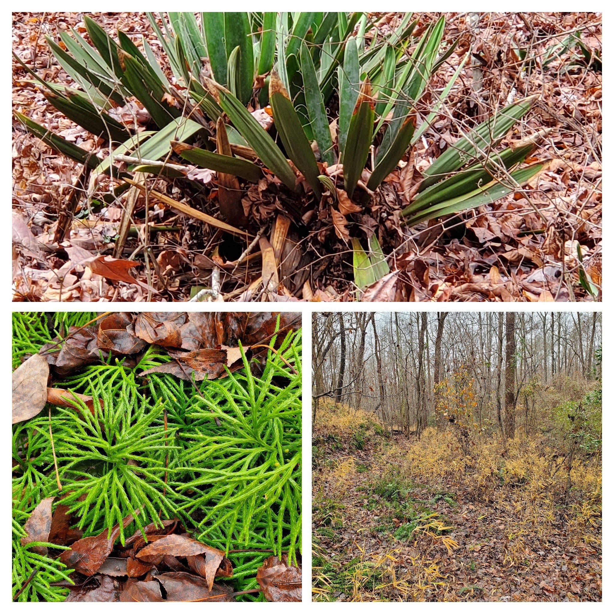 A little desperate for photos today . . . Yucca, frost-bitten cane and Ground Cedar