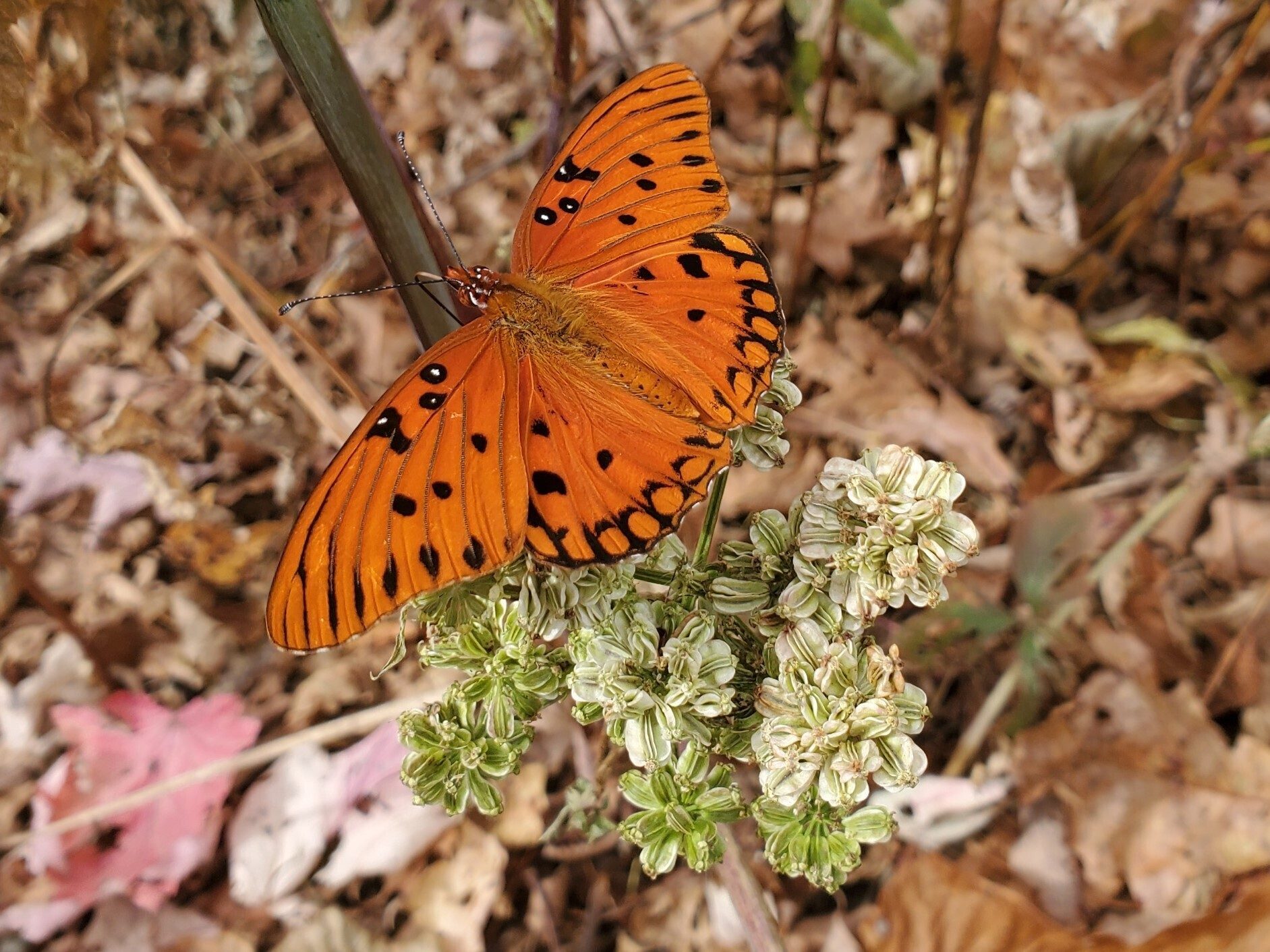 Don Pratt caught this picture of a Gulf Fritillary Butterfly on a Filmy Angelica seen toward the end of the hike.