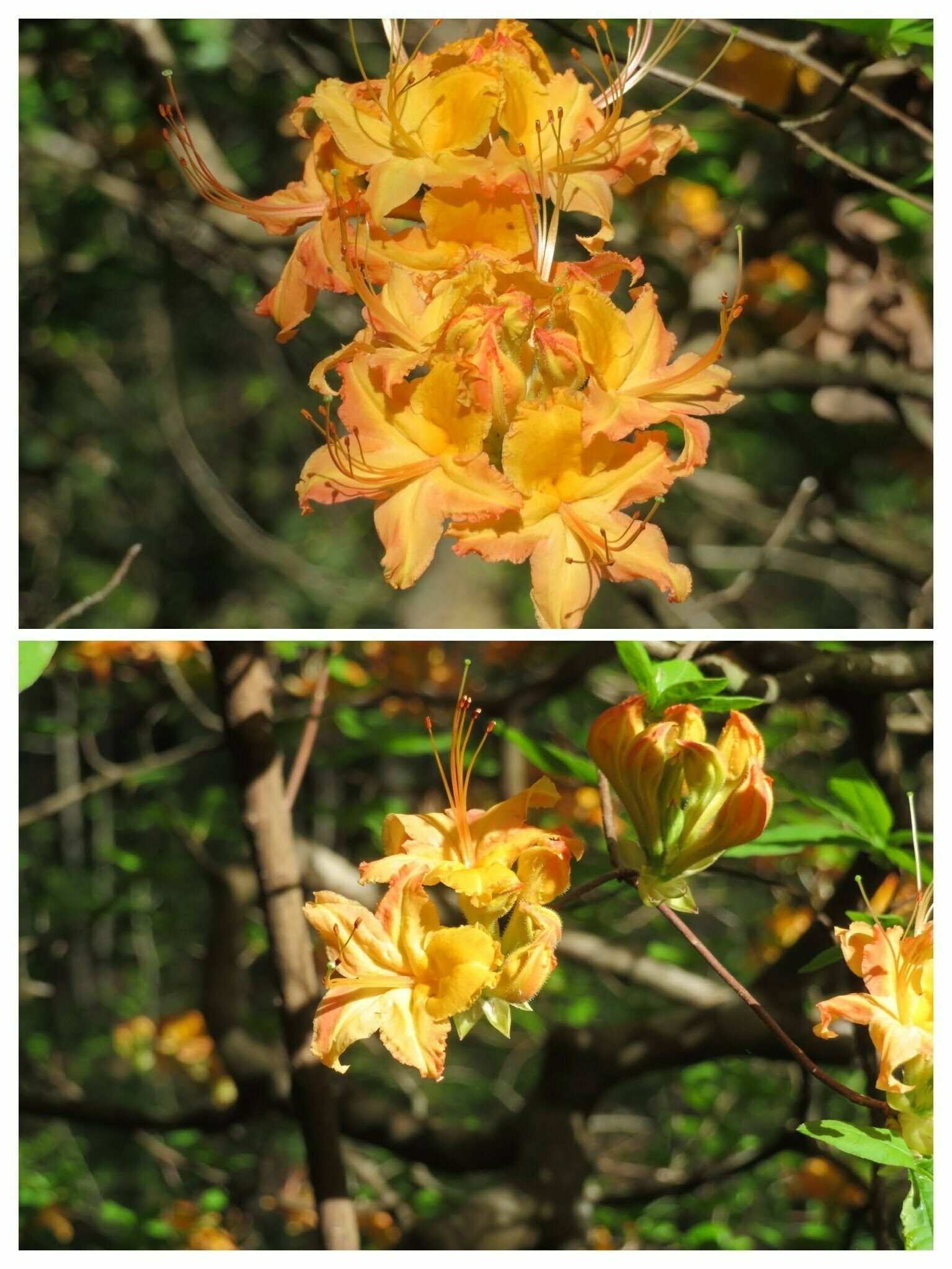 Another native azalea example seen along the trail.