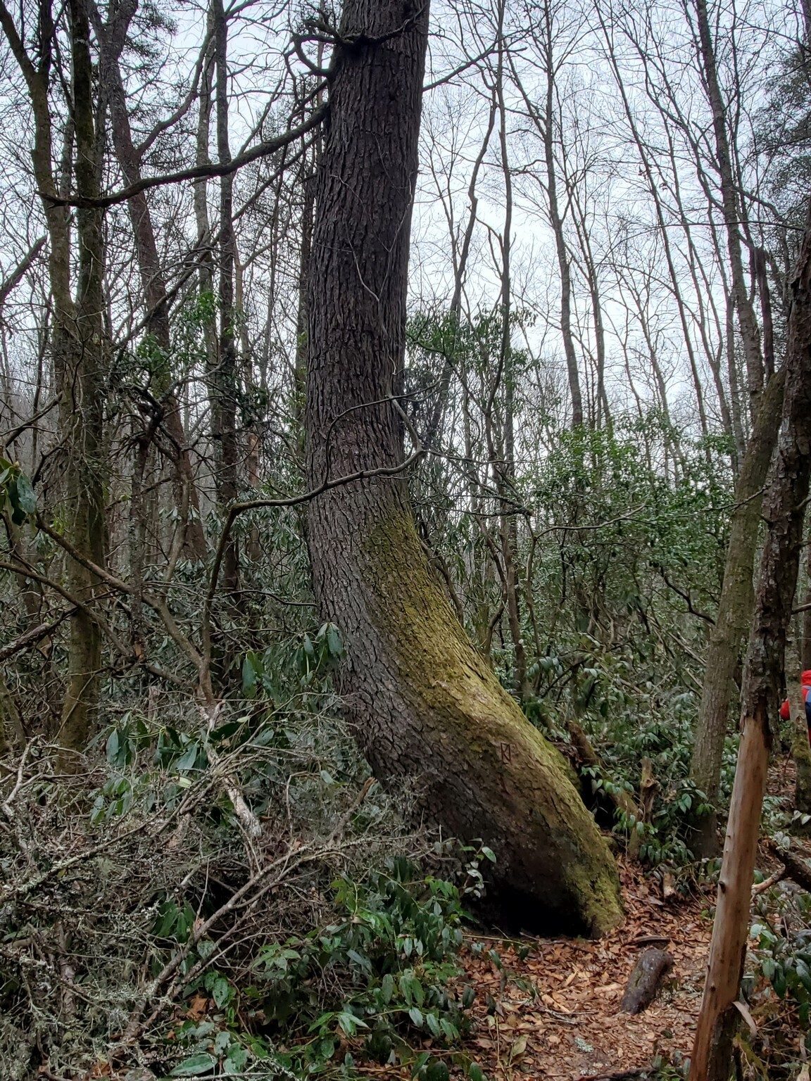 Looks like this large tree was trying to get off the trail for us.