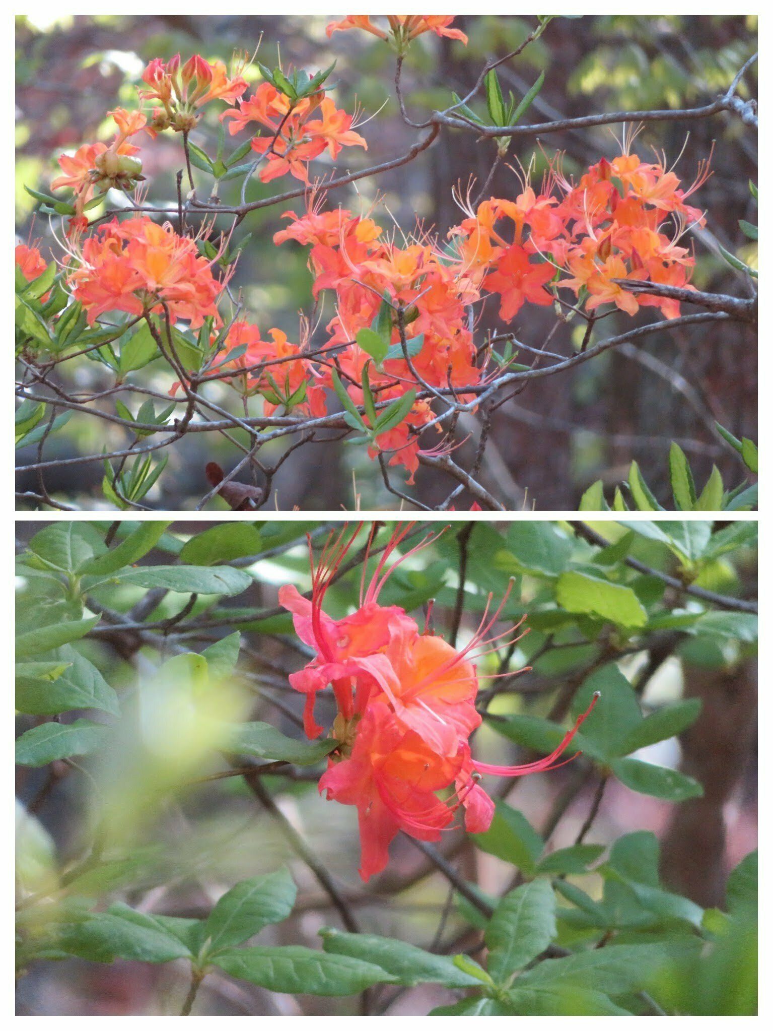 Beautiful red-orange native azalea.