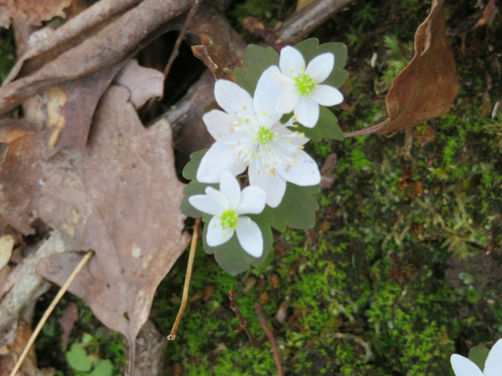 Our first wildflower of the day, Rue Anemone (Anemonella thalictroides).
