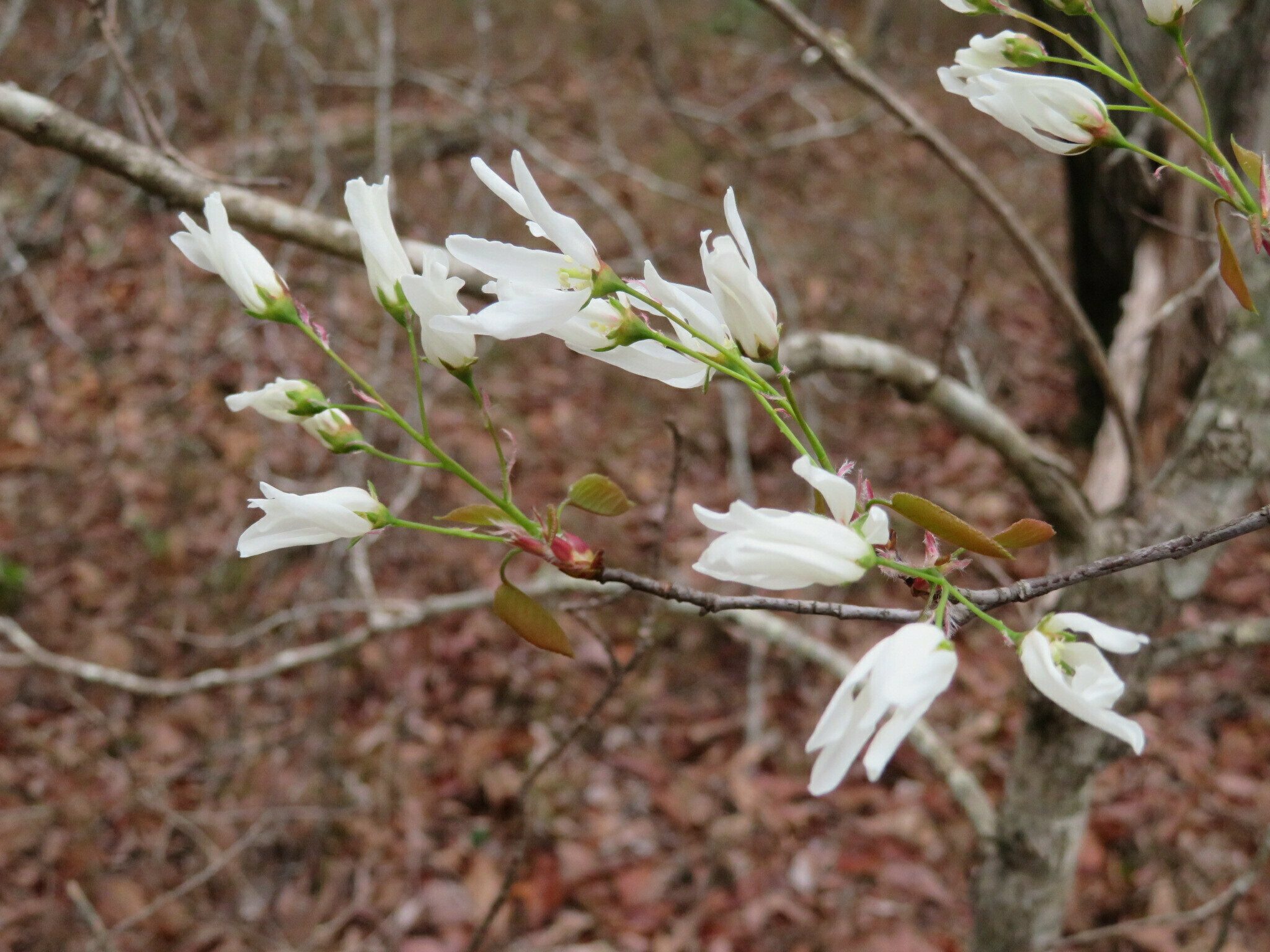 Blooms of Serviceberry Tree.