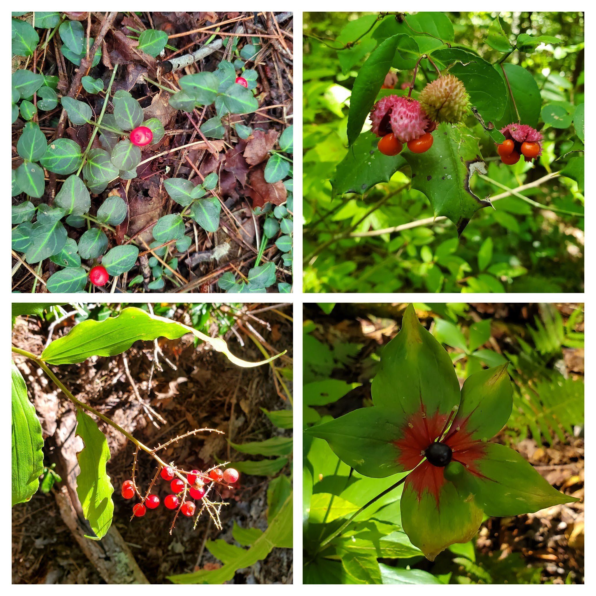 It was a very berry day!