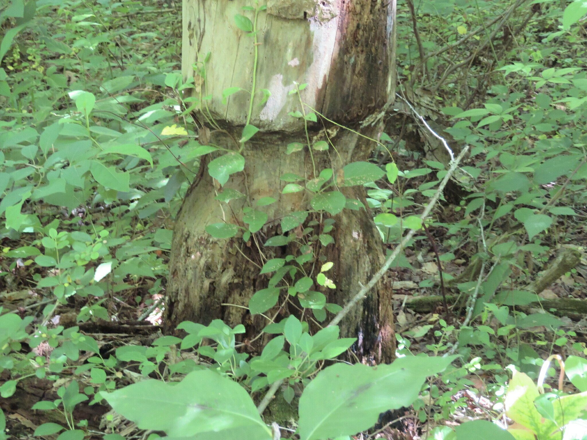 Evidence of beaver, but we wonder what they were going to do with such a large tree once it fell.