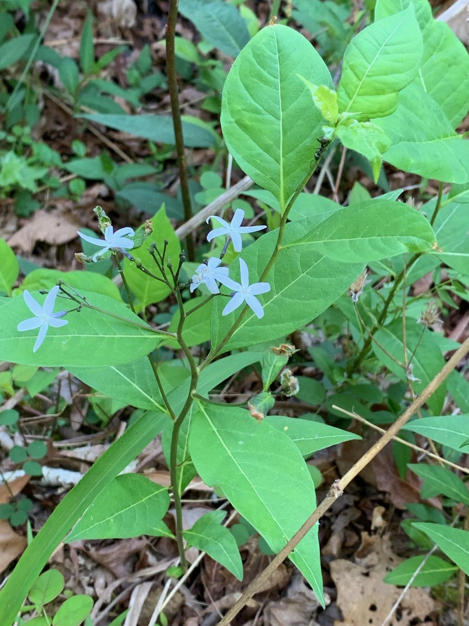 Beth McDonald took a nice shot of this Eastern Bluestar (Amsonia tabernaemontana).