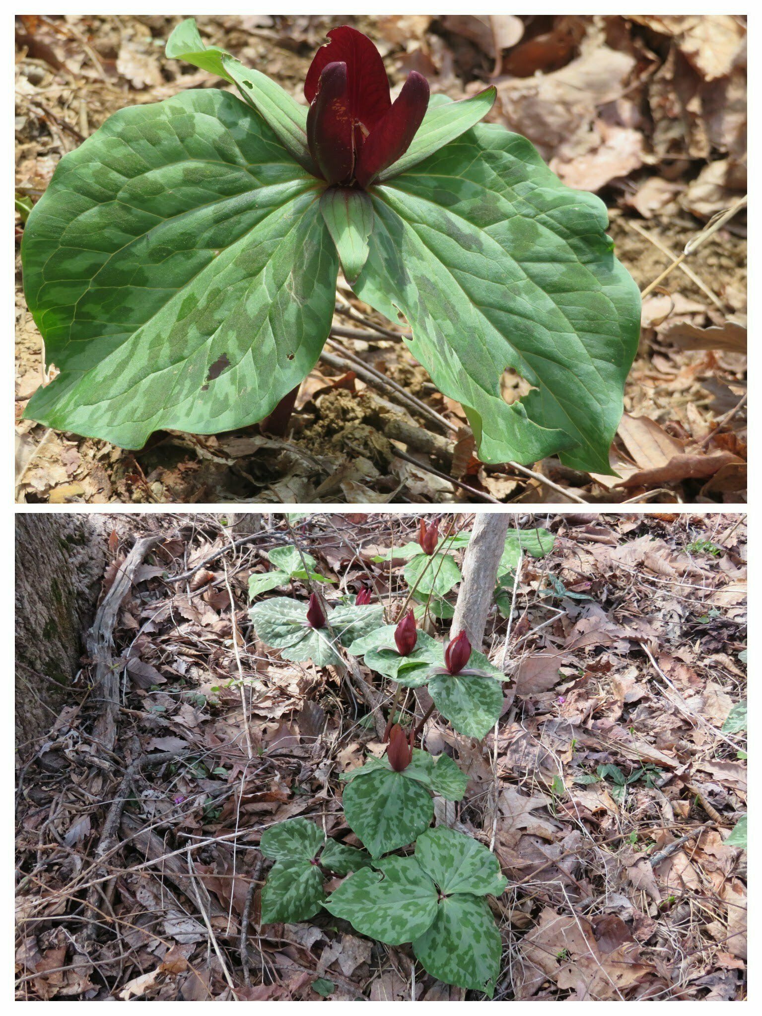 Lots of Toadshade / Red Trillium (Trillium cuneatum).