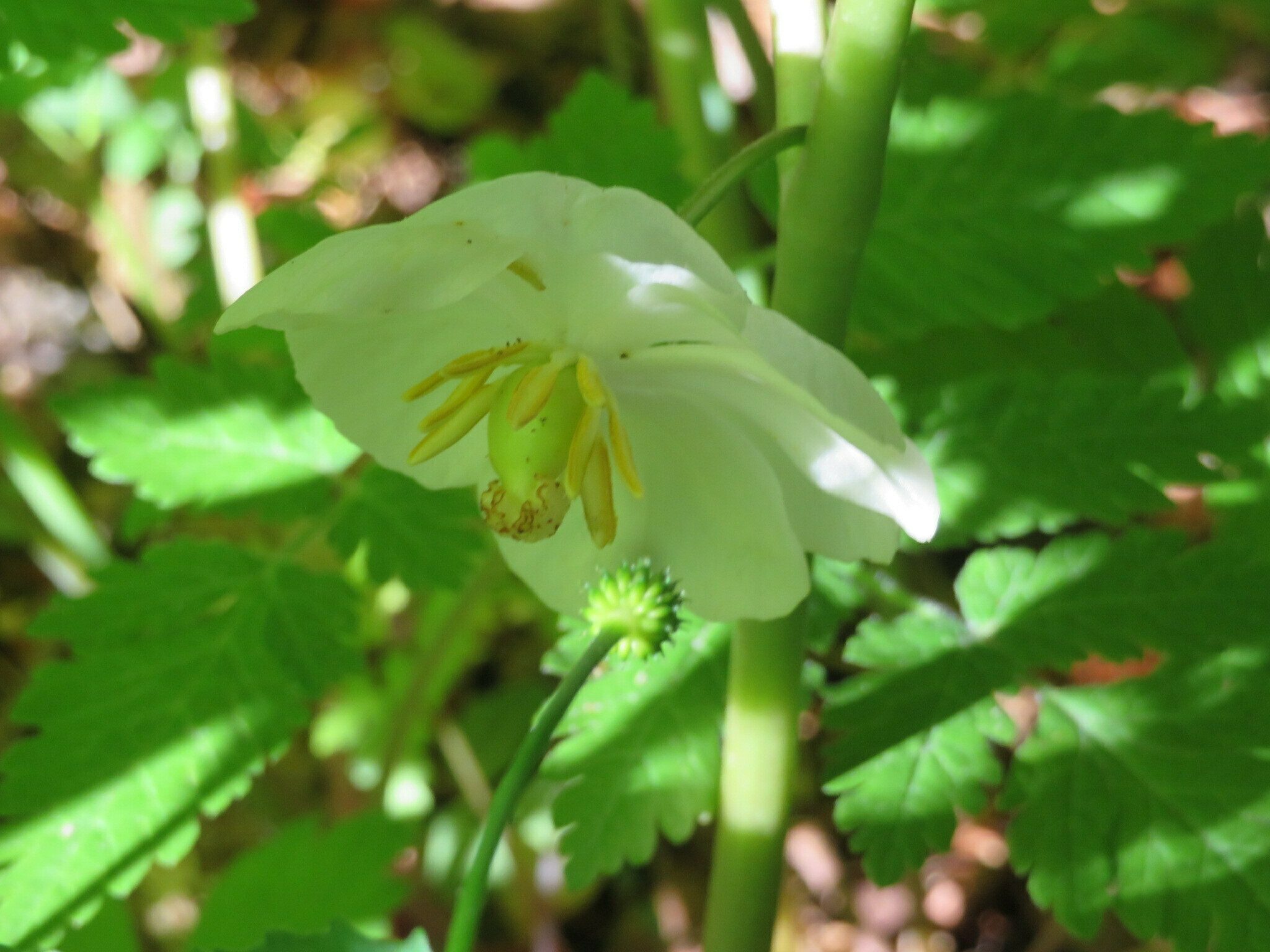Mayapple (Podophyllum peltatum)
