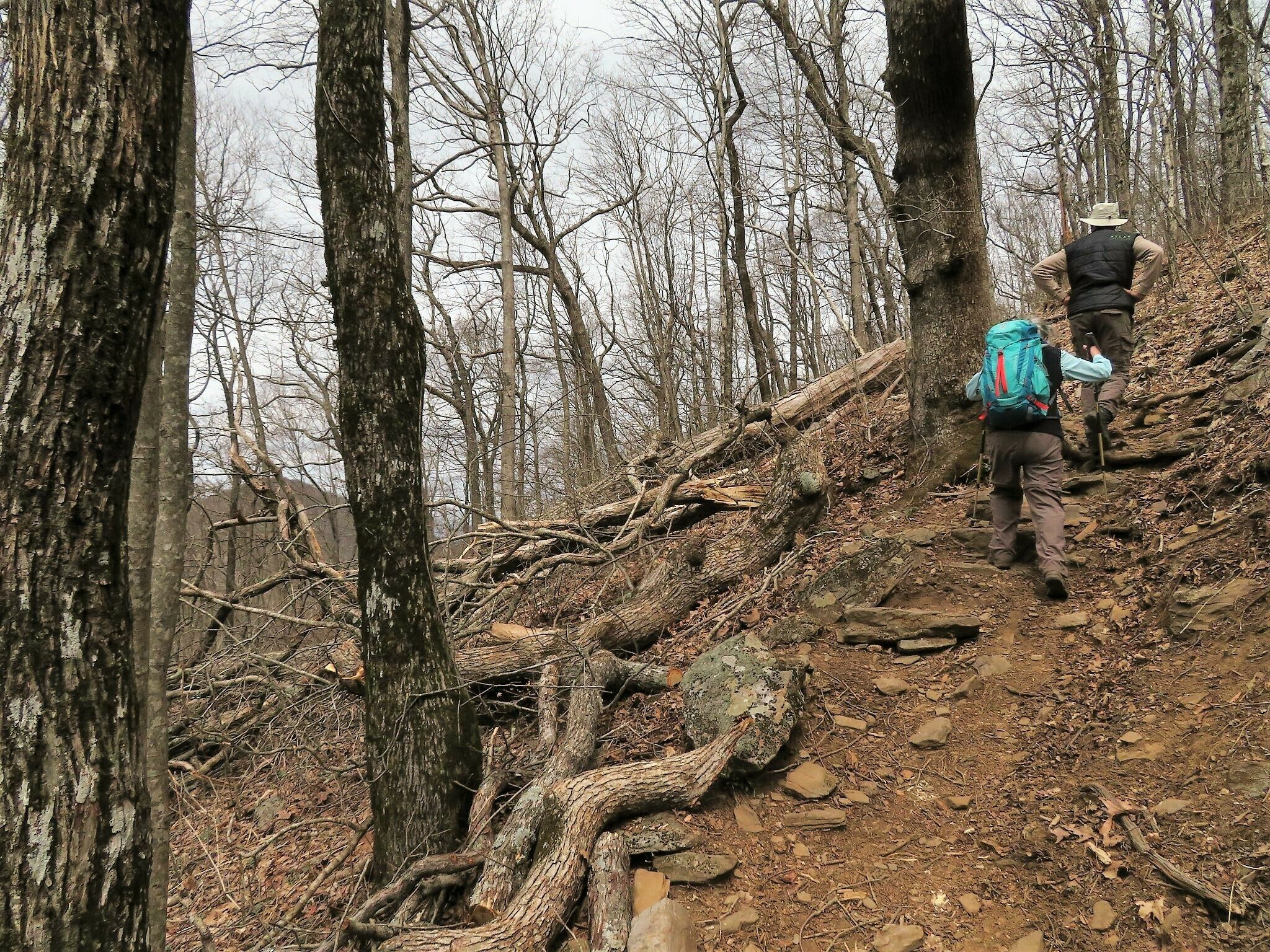 Three of us decided to continue on over Wildcat Mountain to Hogpen Gap.  Christine pointed out the massive tree fall the GA AT Club removed recently.