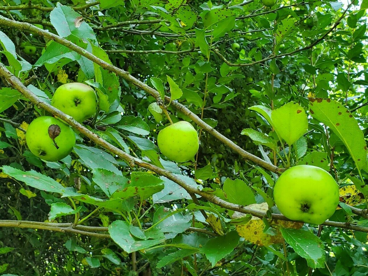 Apples on a tree on an old homestead, but not ready to eat yet!