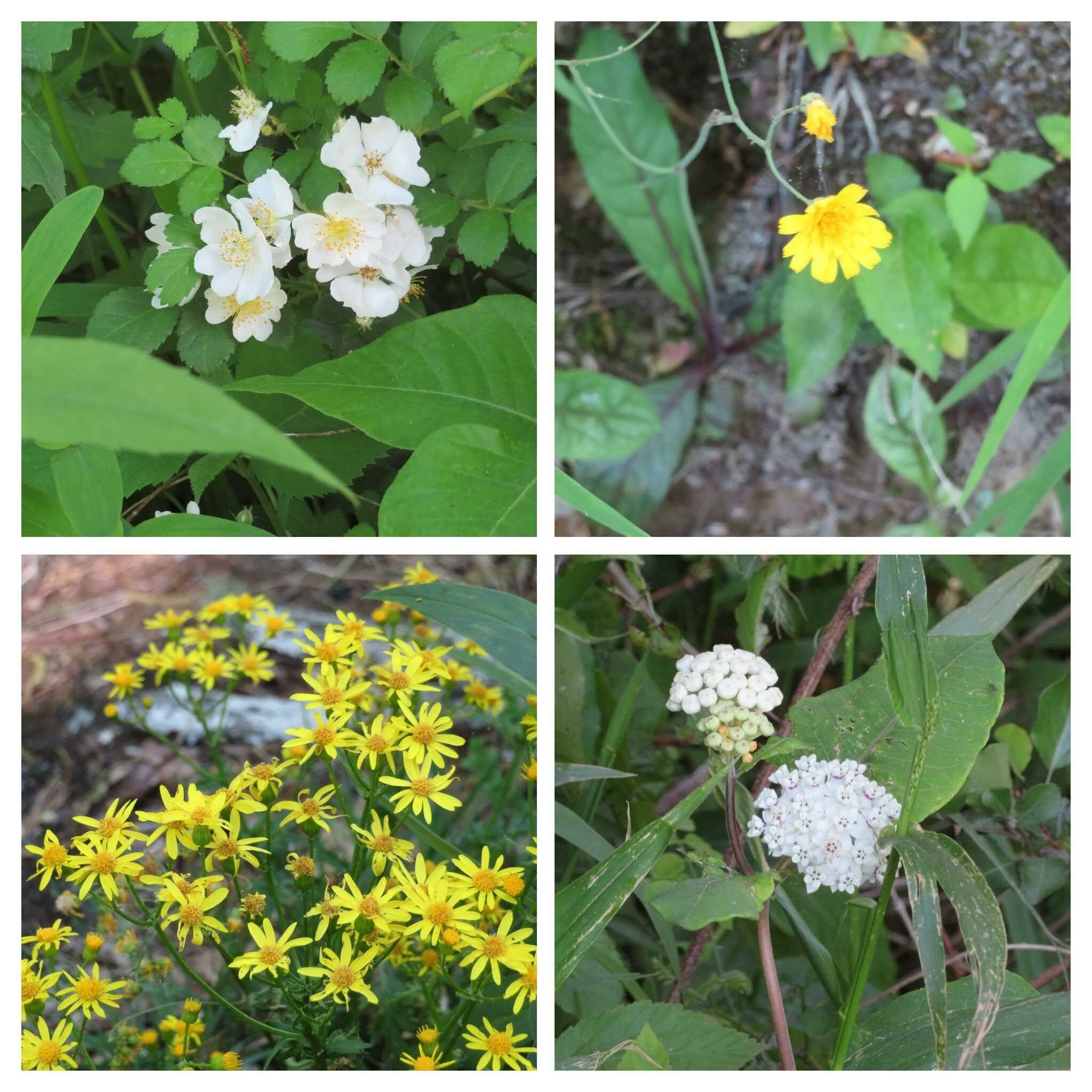 Upper left clockwise: Multiflora rose, Rattlesnakeweed, White Milkweed, Golden Ragwort
