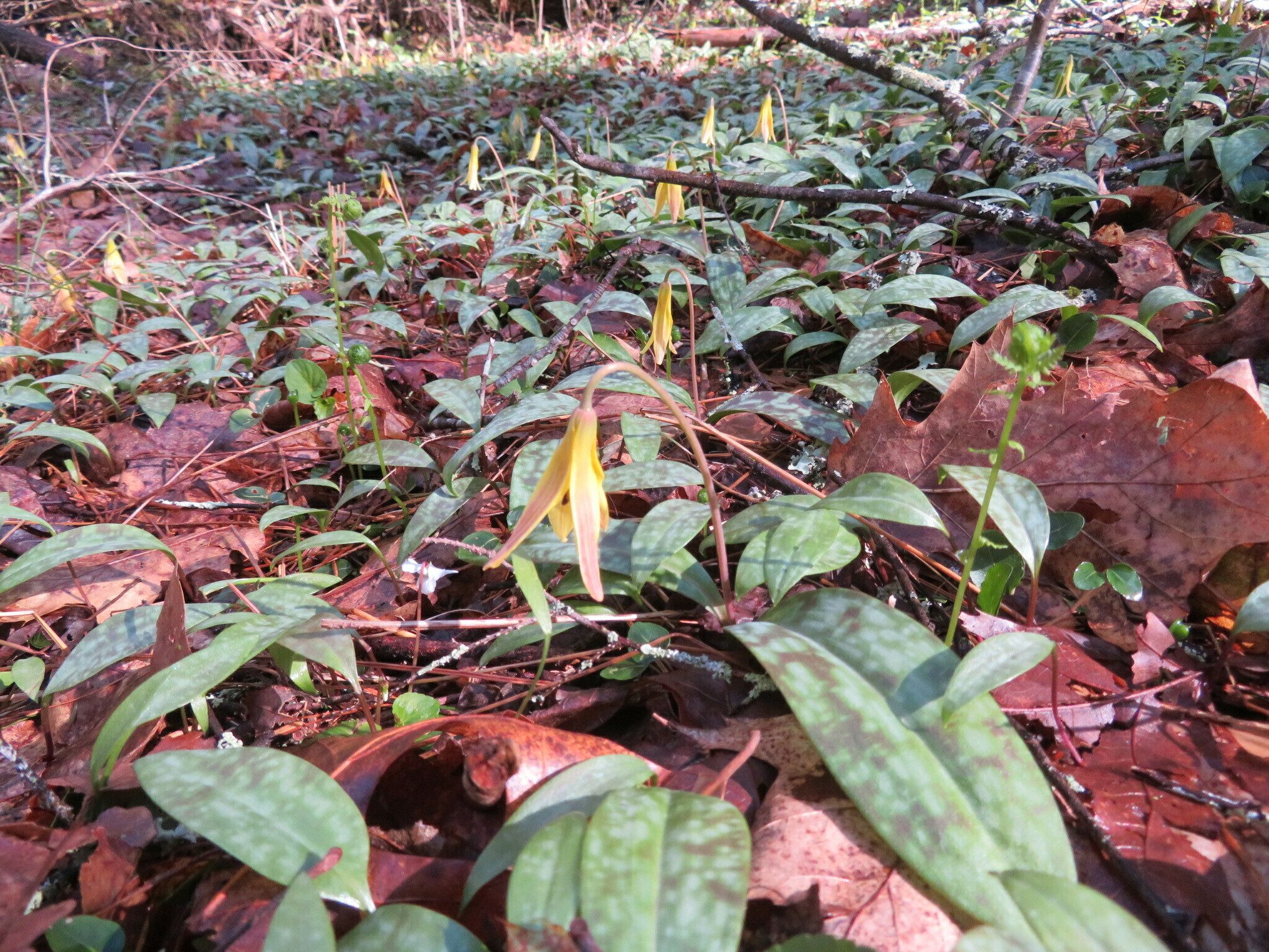 Example of the many large patches of Trout Lilies midway through the hike.