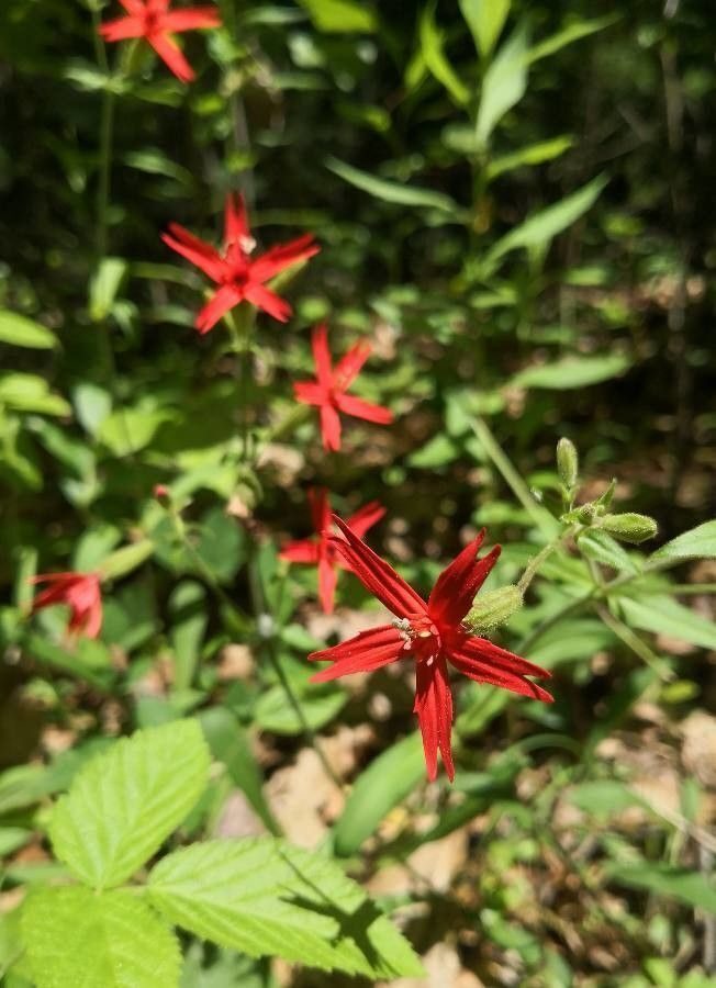 Surprised to see this Fire Pink today!