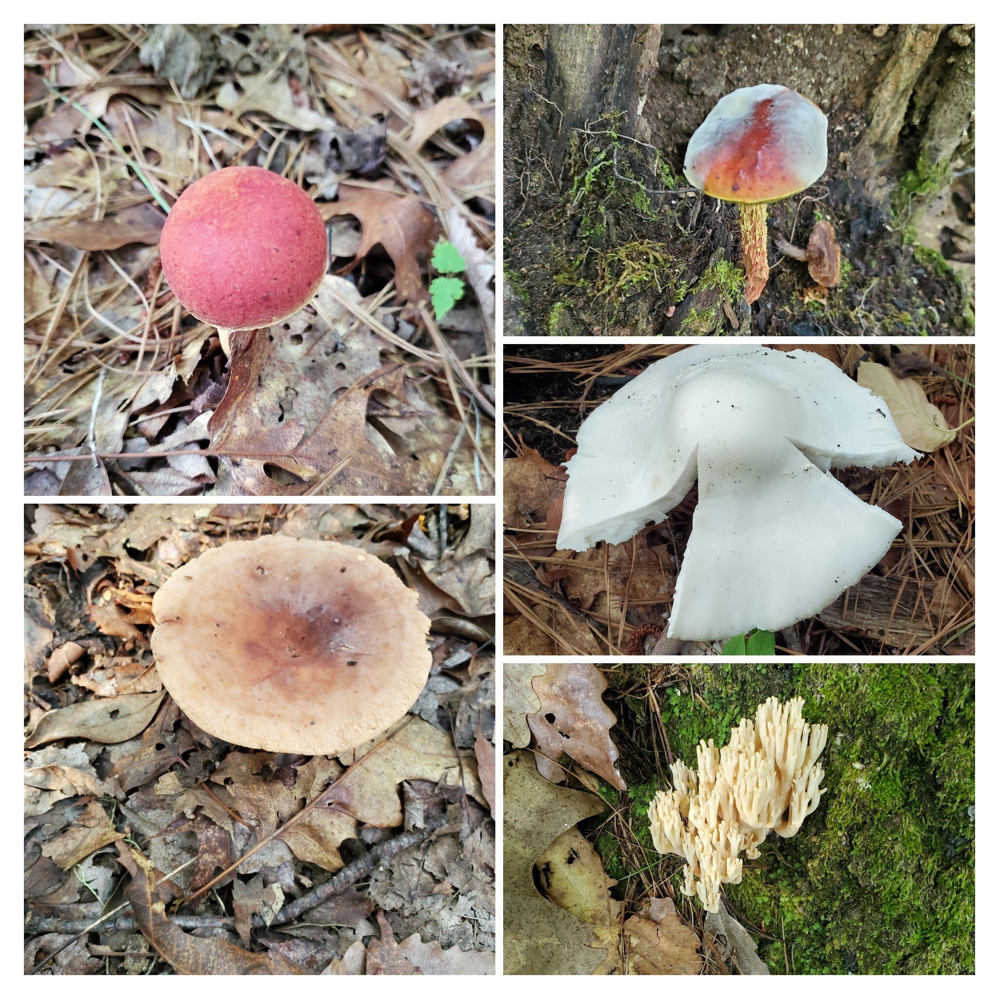 And still more fungi.