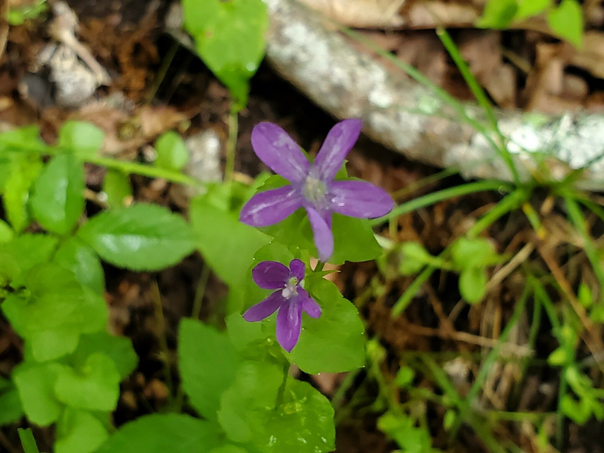 Venus' Looking Glass (Triodanis perfoliata) ???