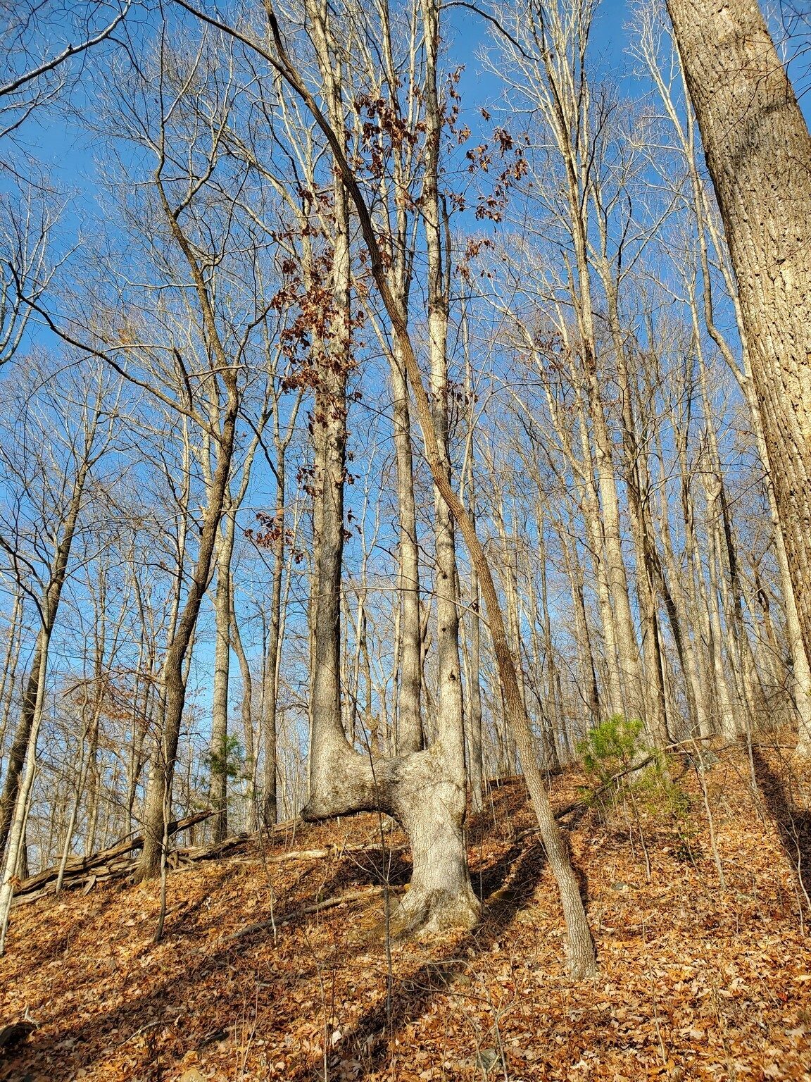 A curious tree indeed!