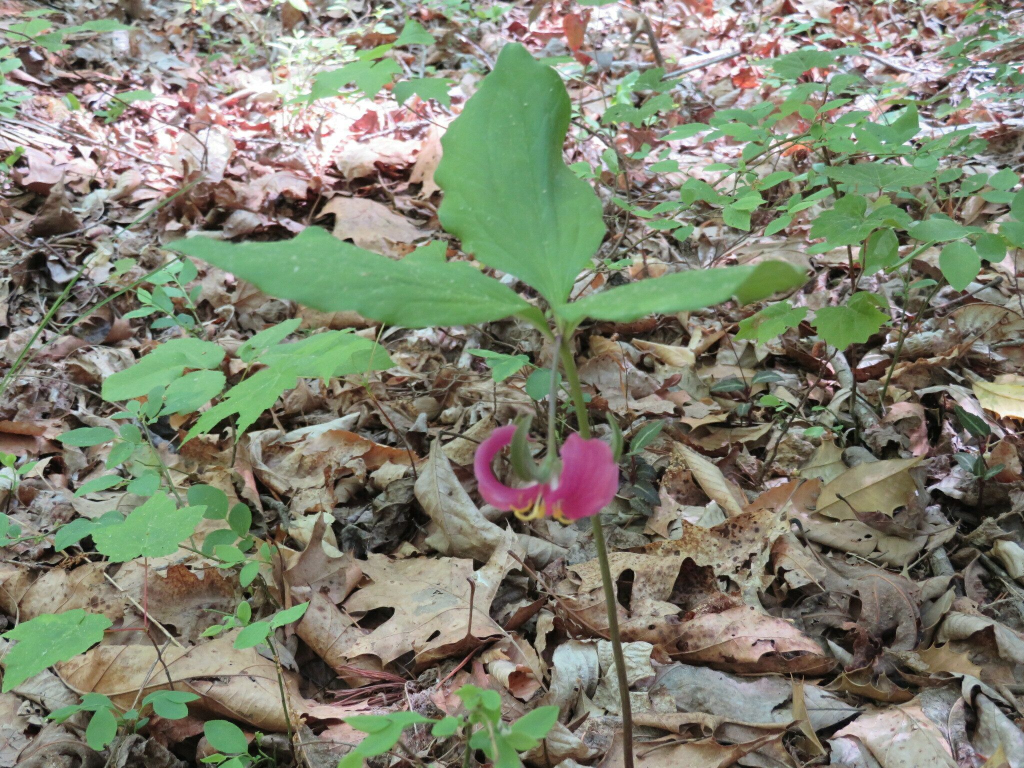 We also saw a number of Catesby's Trillium (Trillium catesbaei) scattered along the trail. . . terrible photo.
