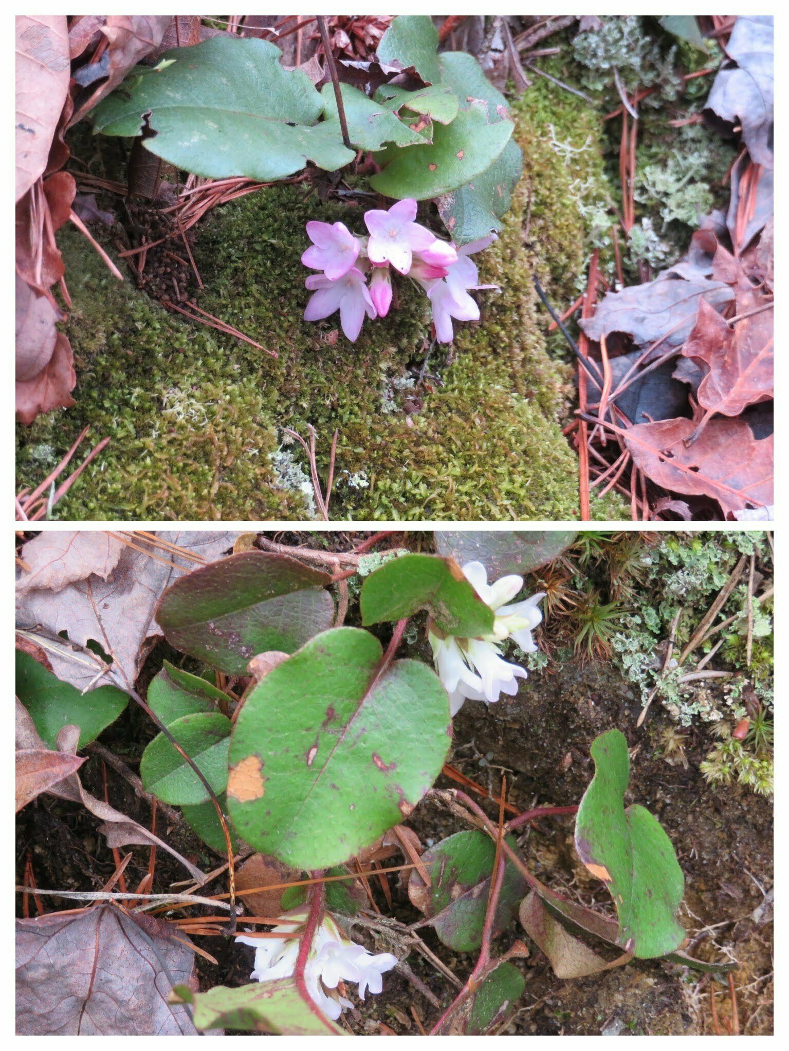 Trailing Arbutus found toward the end of the hike.