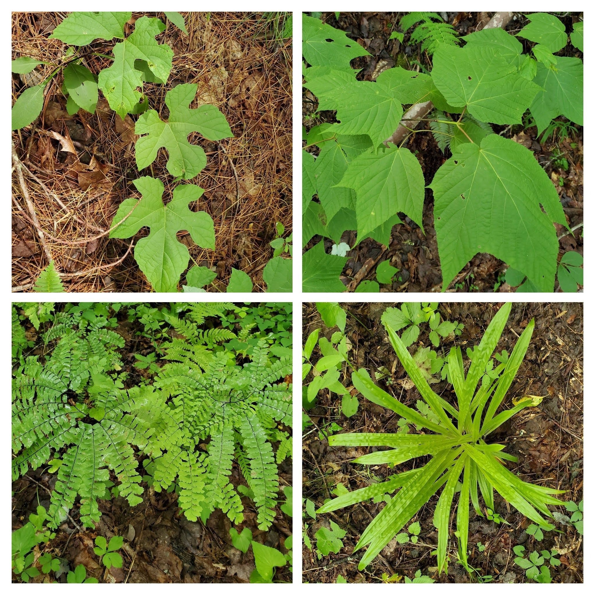 Non-blooming plants along the BMT (Clockwise from 10 o'clock)): Summer grape, Striped maple, Plantainleaf sedge & Maidenhair fern