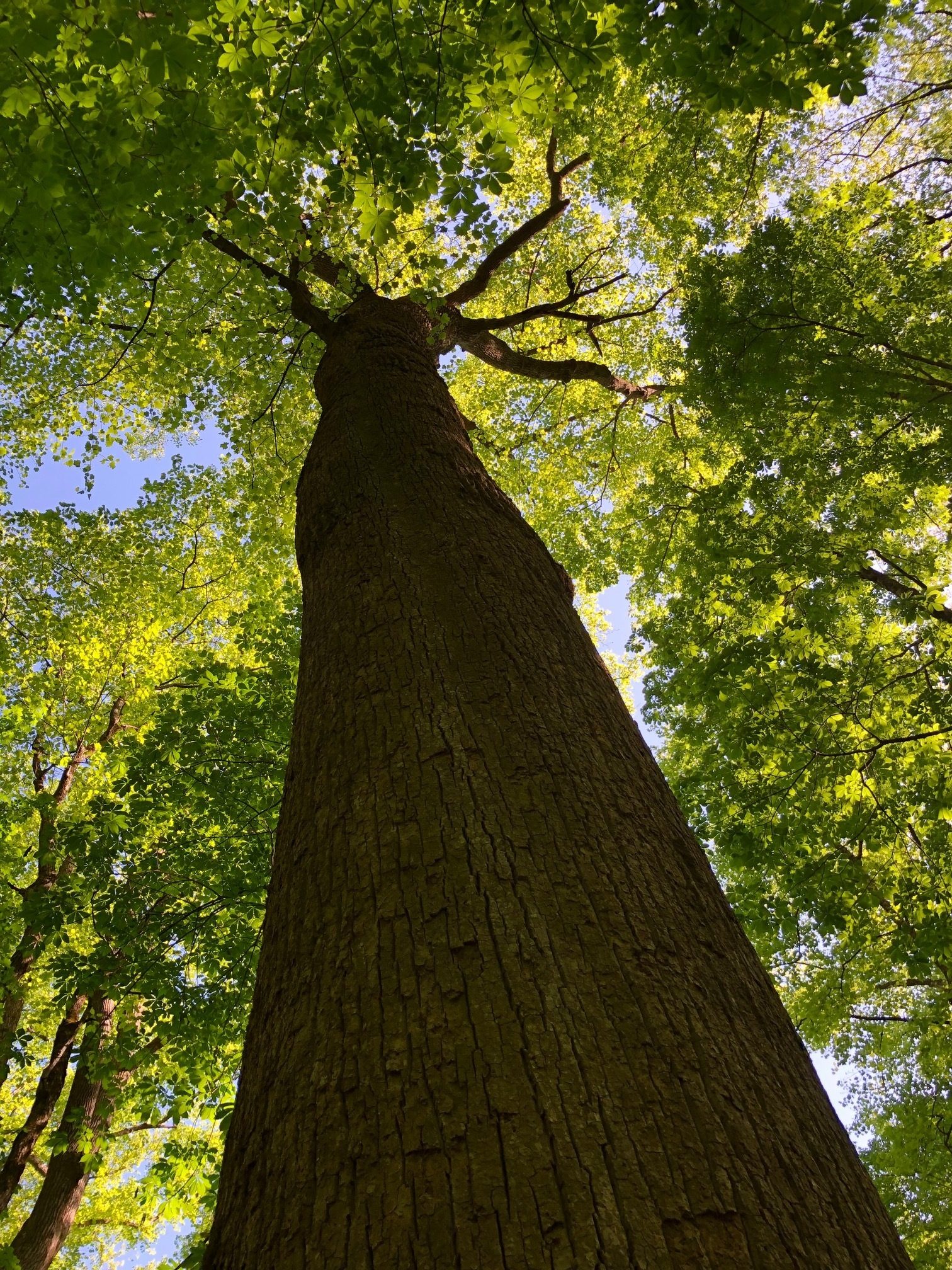 A very large Poplar that is very prominent at Sosebee Cove.  Photo by Heather Wall